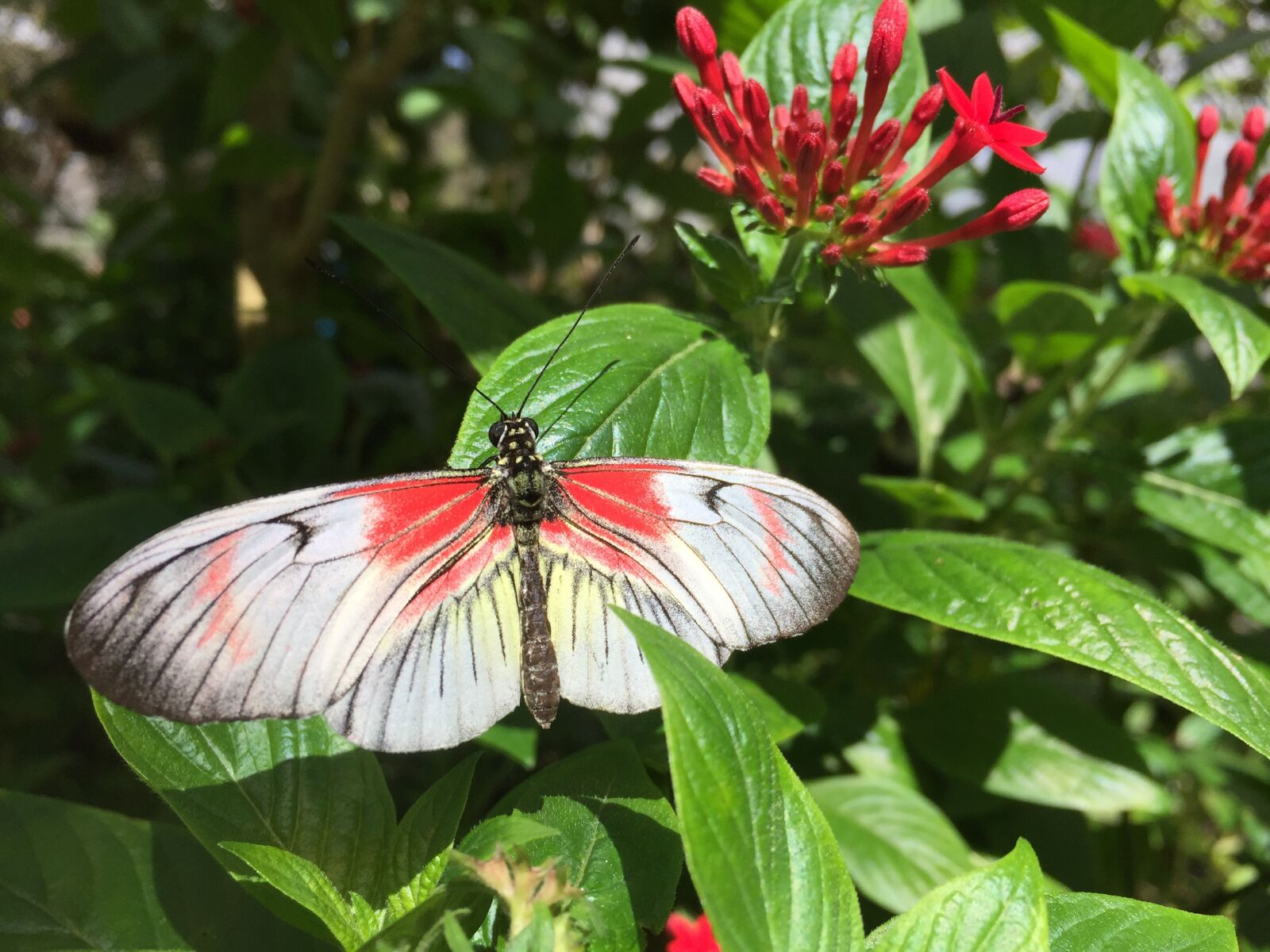 Apple iPhone 6 sample photo. Butterfly, pink, white photography