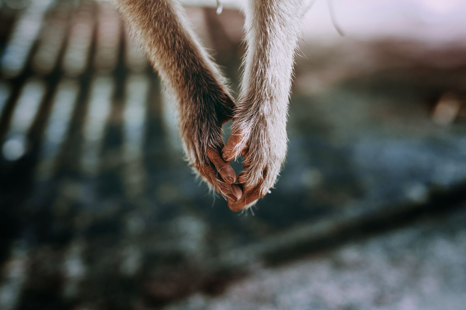 Canon EOS 6D sample photo. Hold hand, monkey, lonely photography