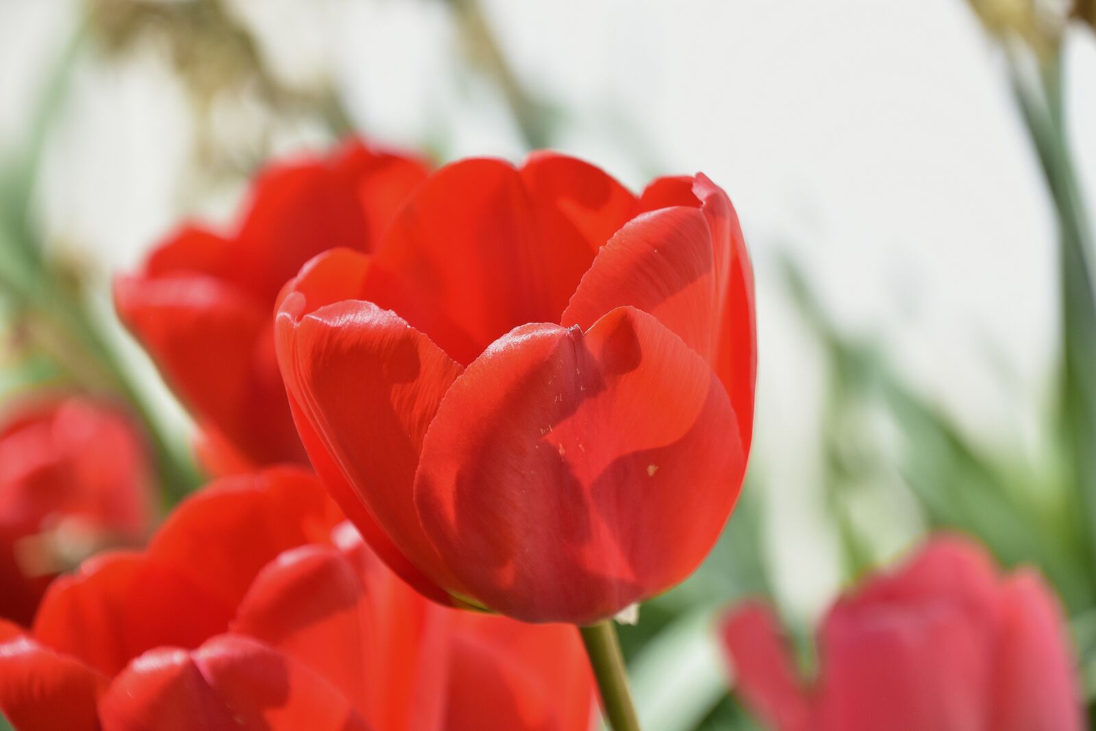Nikon D7200 sample photo. Flower, tulip, red photography