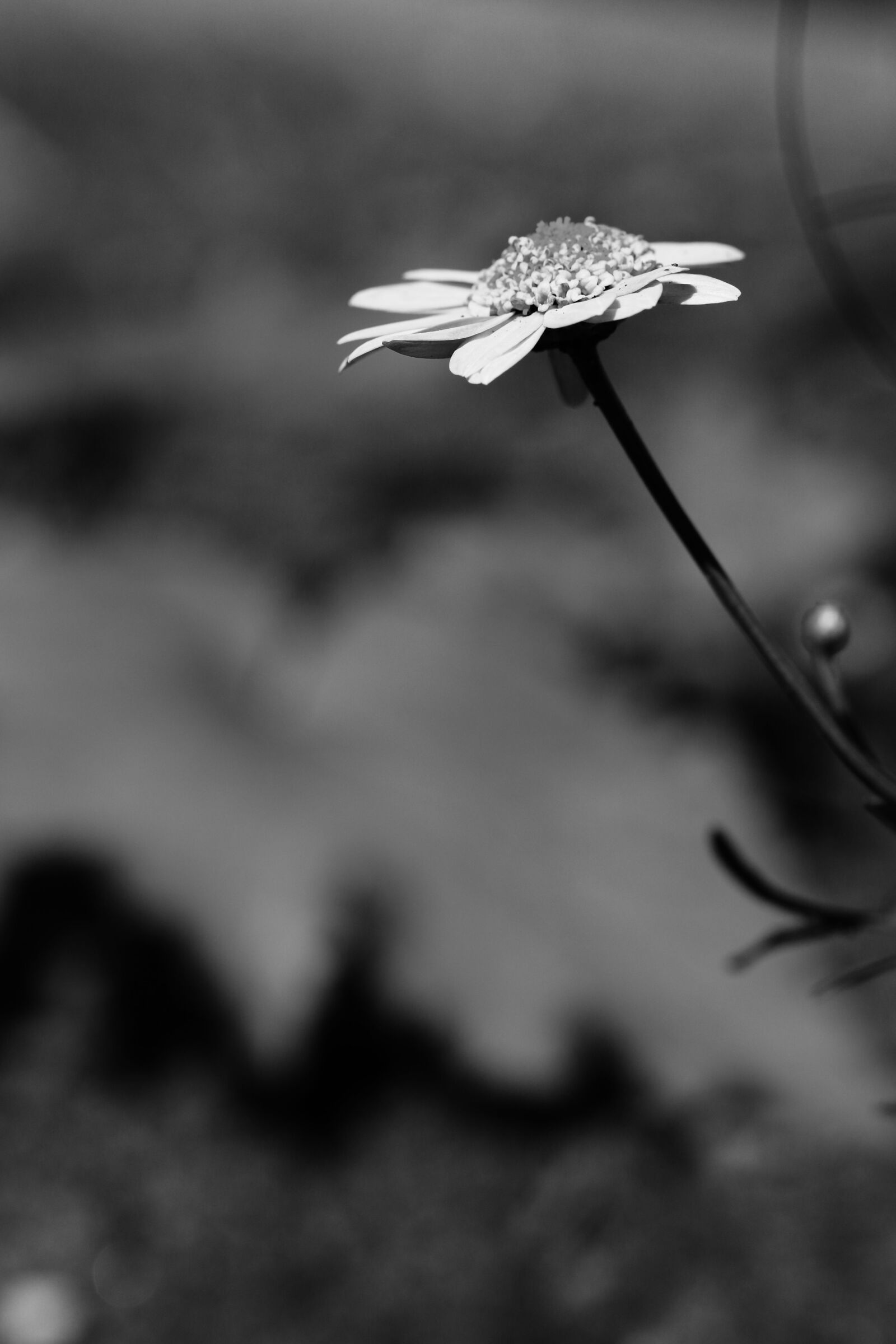 Canon EOS 7D Mark II sample photo. Flower, garden, summer flower photography