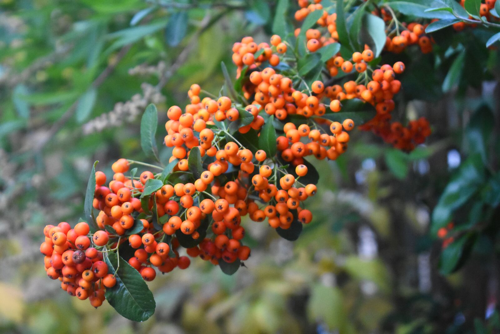 Nikon D7200 sample photo. Autumn, branch, berry photography