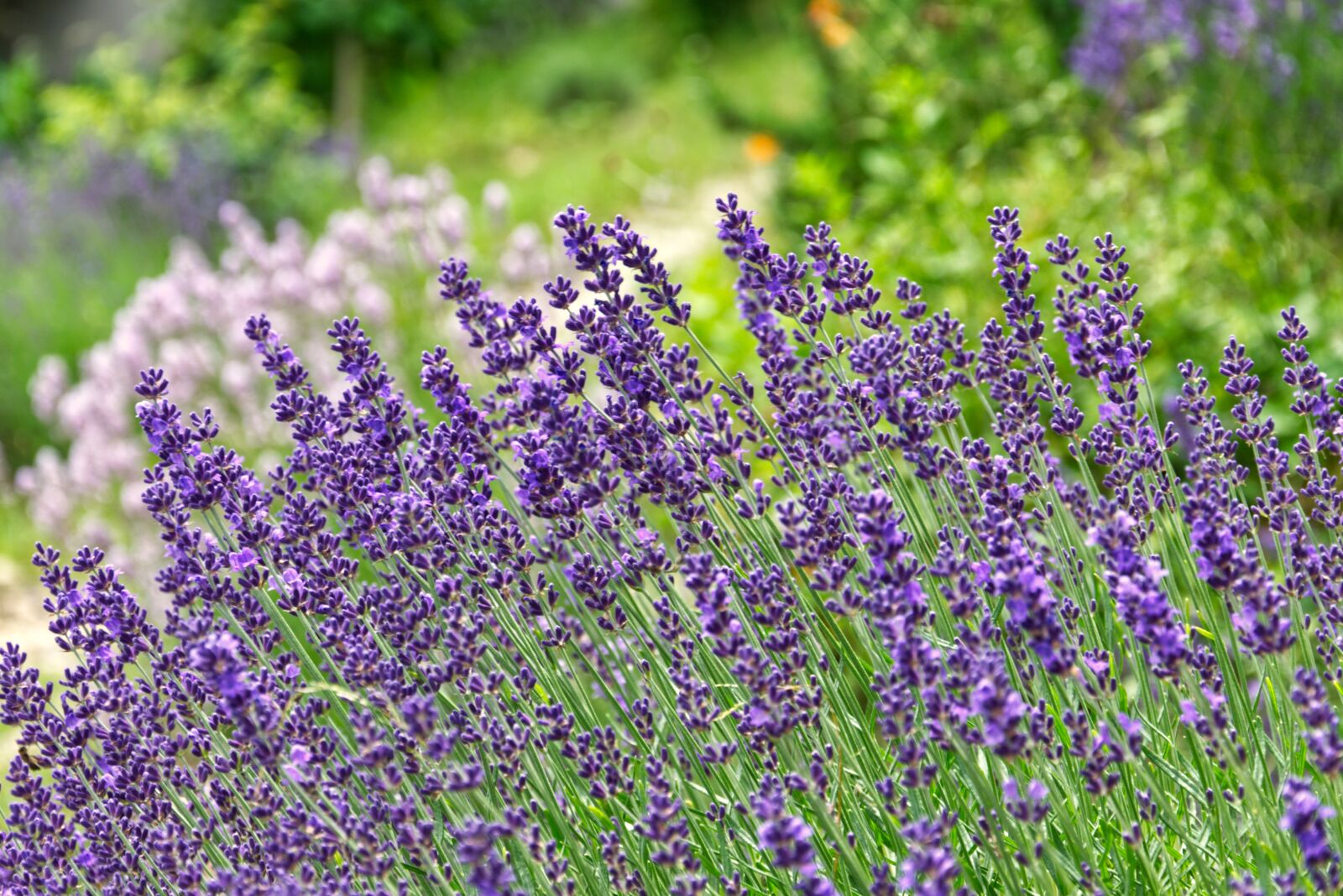 Nikon D5300 sample photo. Lavender, garden, summer photography