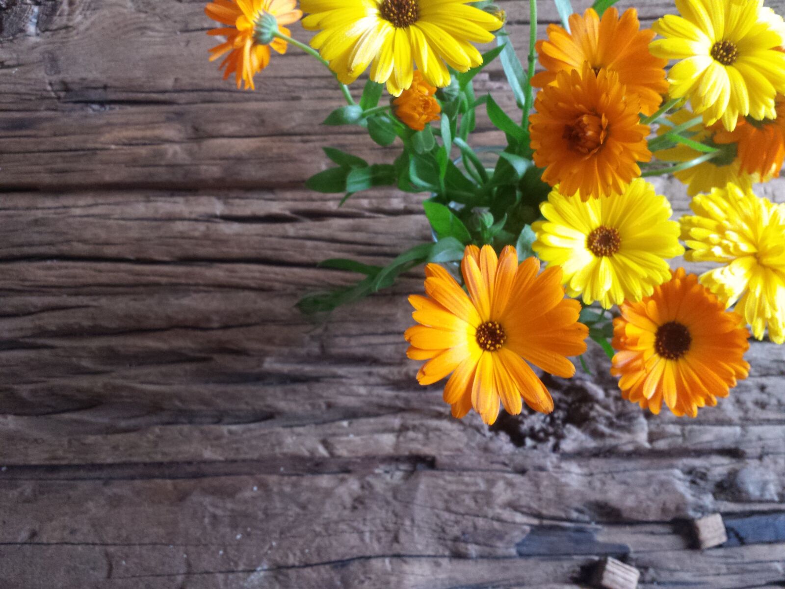 Samsung Galaxy S4 sample photo. Gerbera, flowers, flowers background photography