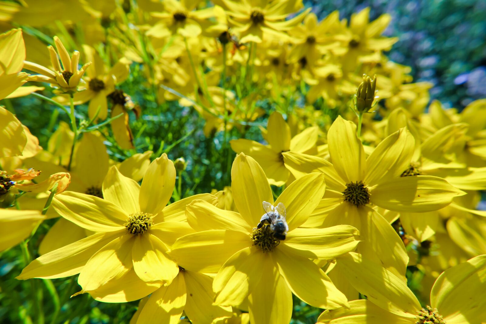 Panasonic DC-FZ10002 sample photo. Eyes girl, coreopsis, calliopsis photography