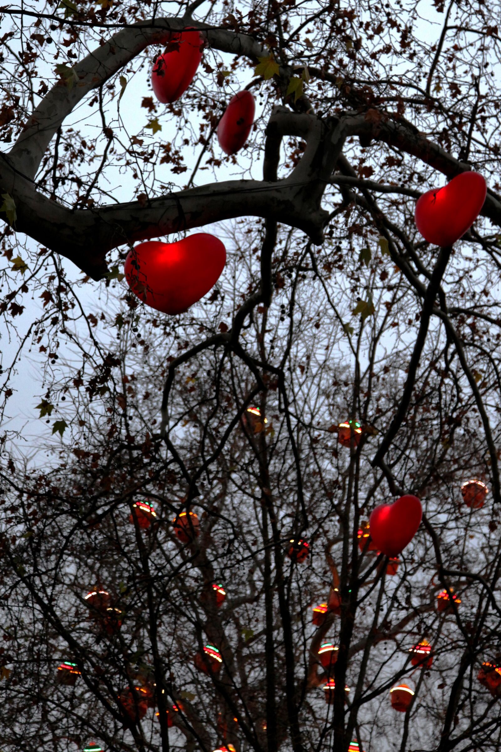 Canon EOS 5D Mark II sample photo. Hearts, tree, park photography