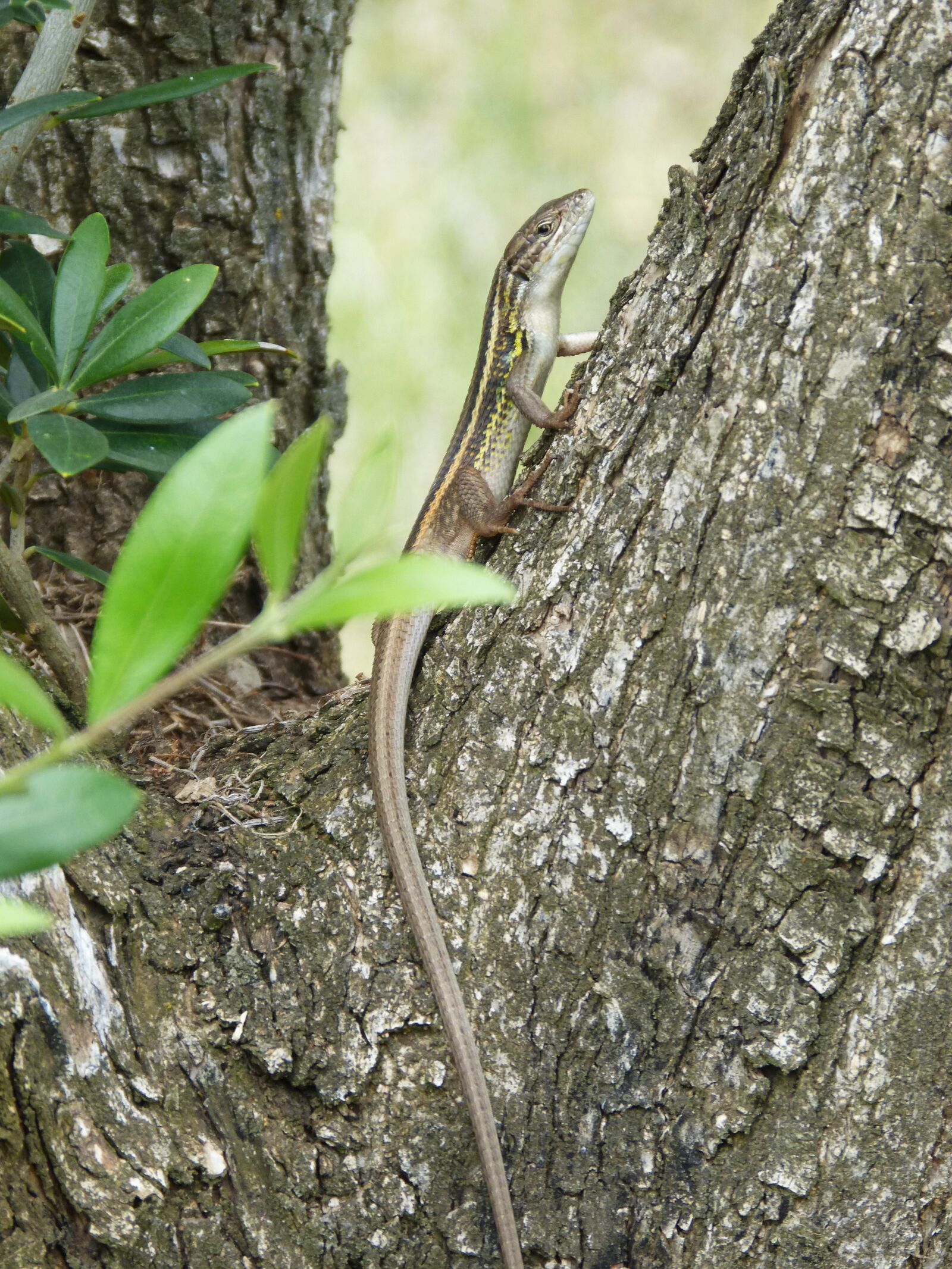 Panasonic DMC-FZ62 sample photo. Lizard, sargantana, trunk photography