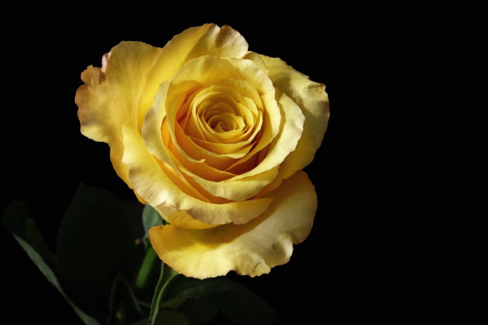 Panasonic Lumix DMC-G6 sample photo. Rose, yellow, blossom photography