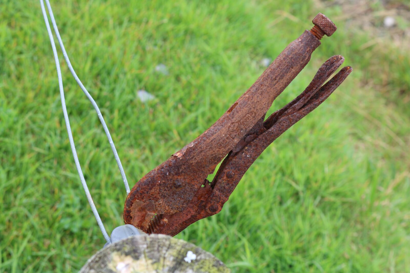 Canon EOS 750D (EOS Rebel T6i / EOS Kiss X8i) sample photo. Pliers, rust, tool photography