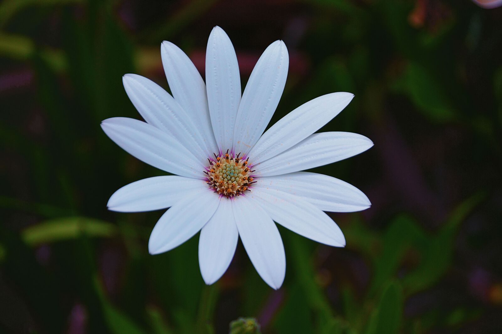 Nikon D5200 sample photo. Focus, photo, of, white photography