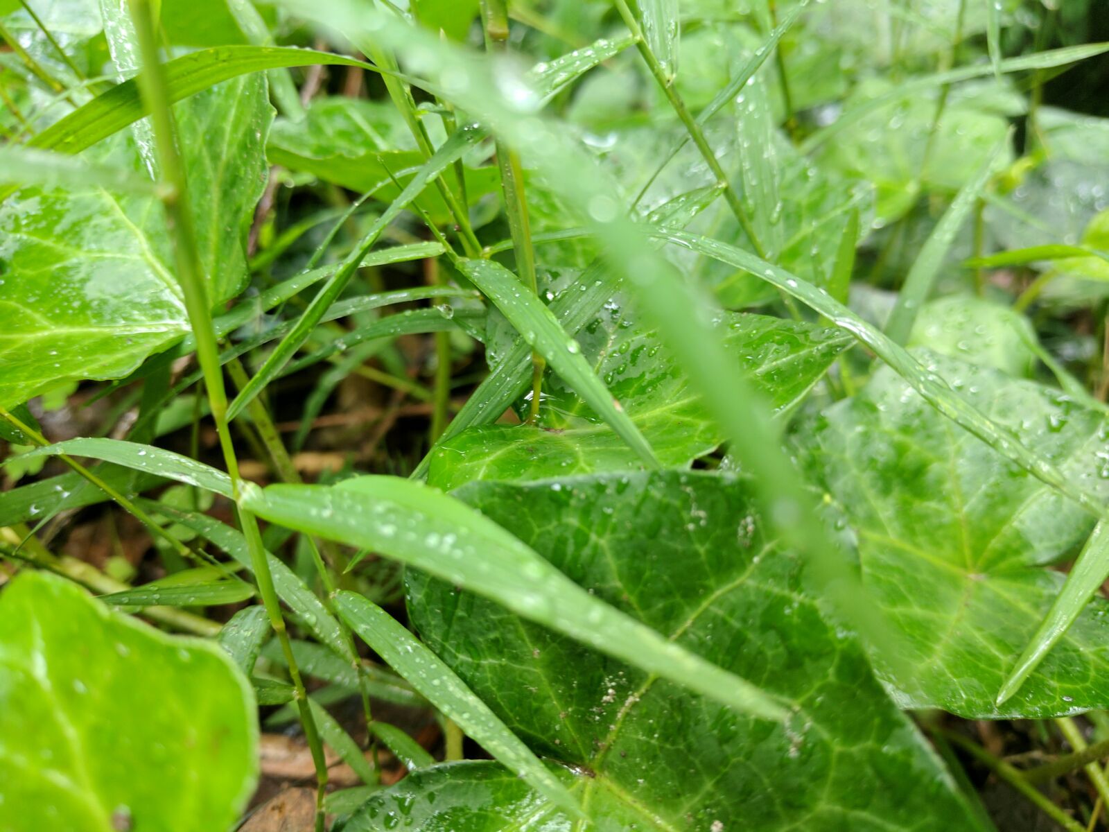 Google Pixel XL sample photo. Leaf, leaves, nature, plant photography