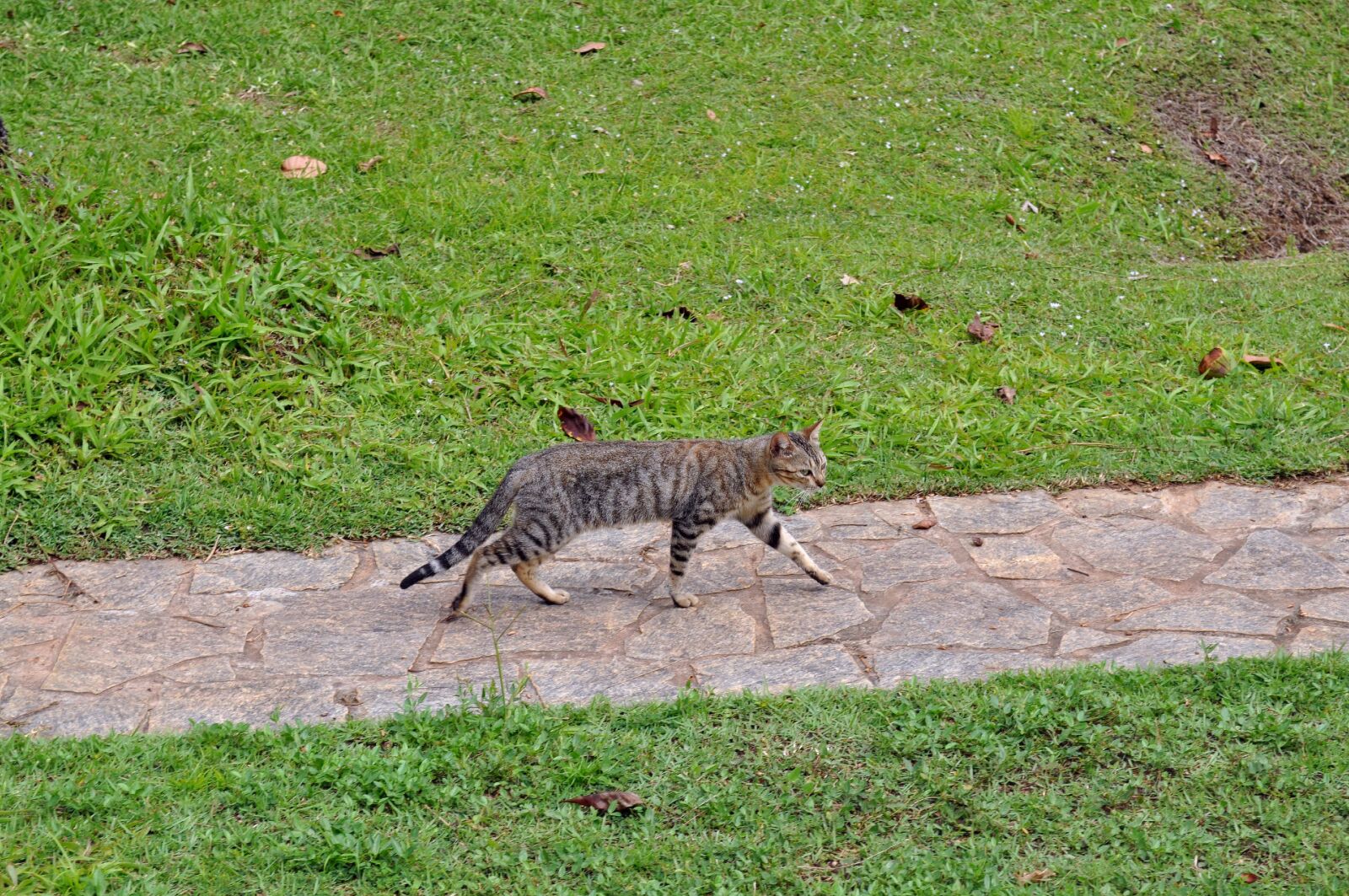 Nikon D5000 sample photo. Domestic cat, pavement photography