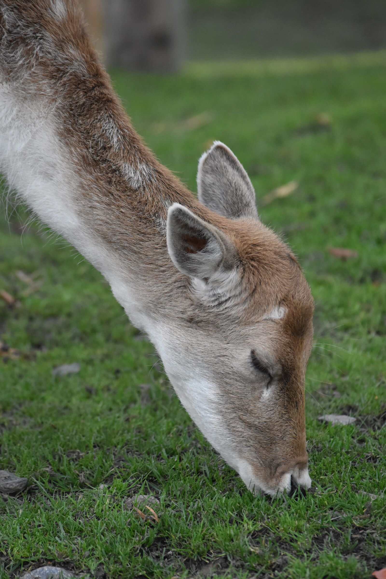 Nikon D5500 sample photo. Suede, deer, nature photography