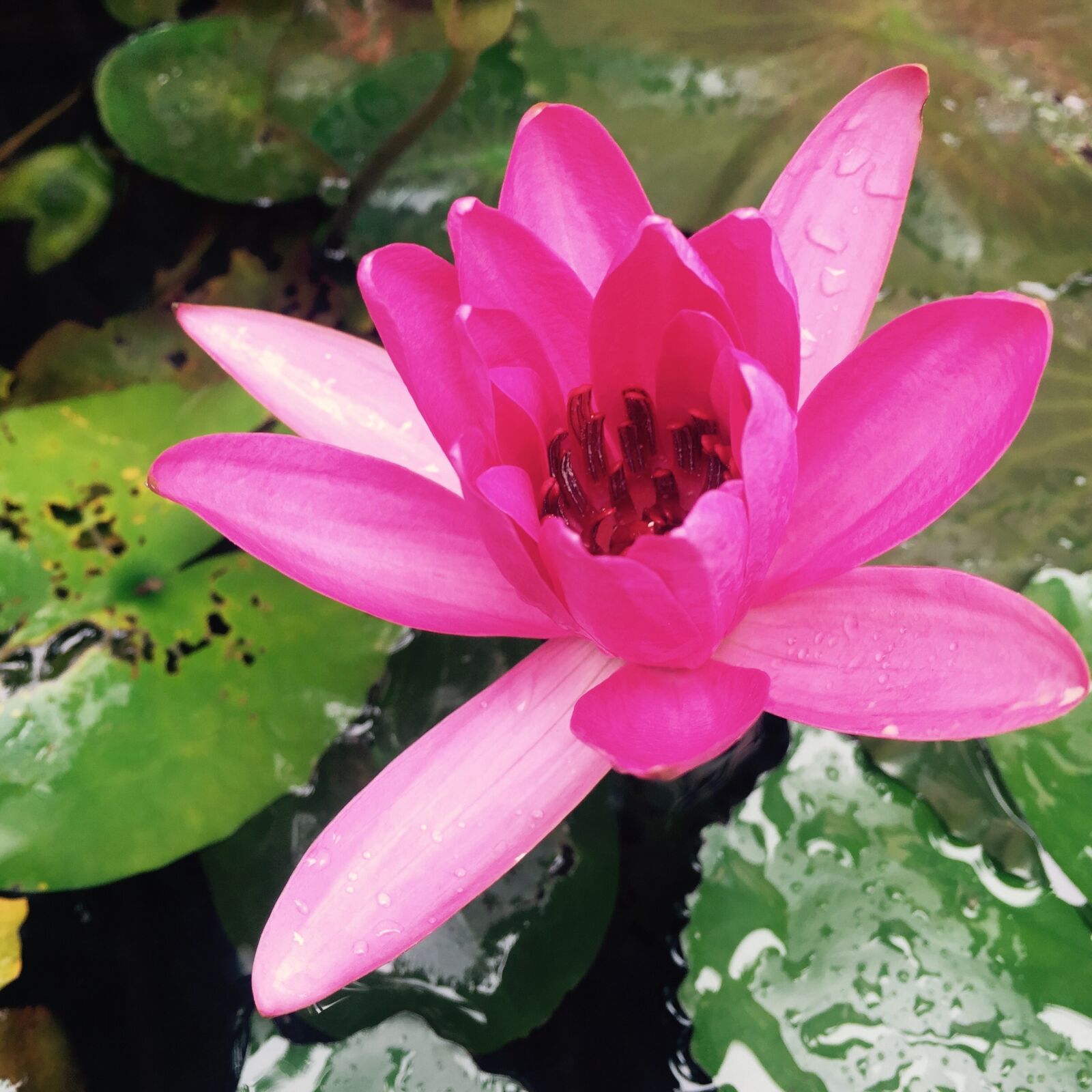 Apple iPhone 6 sample photo. Water lily, sung flower photography