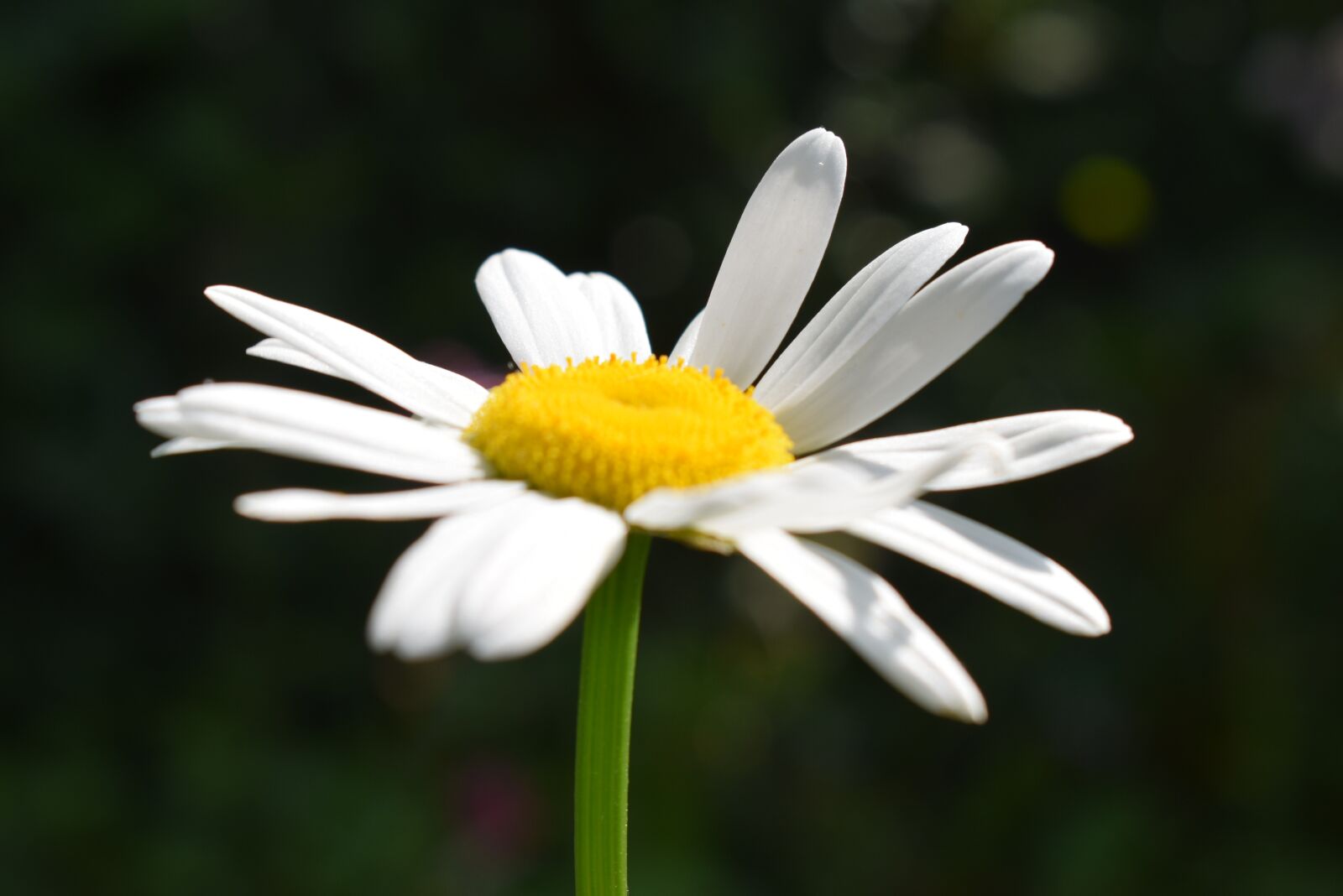 Nikon D5300 sample photo. Daisy, blossom, bloom photography