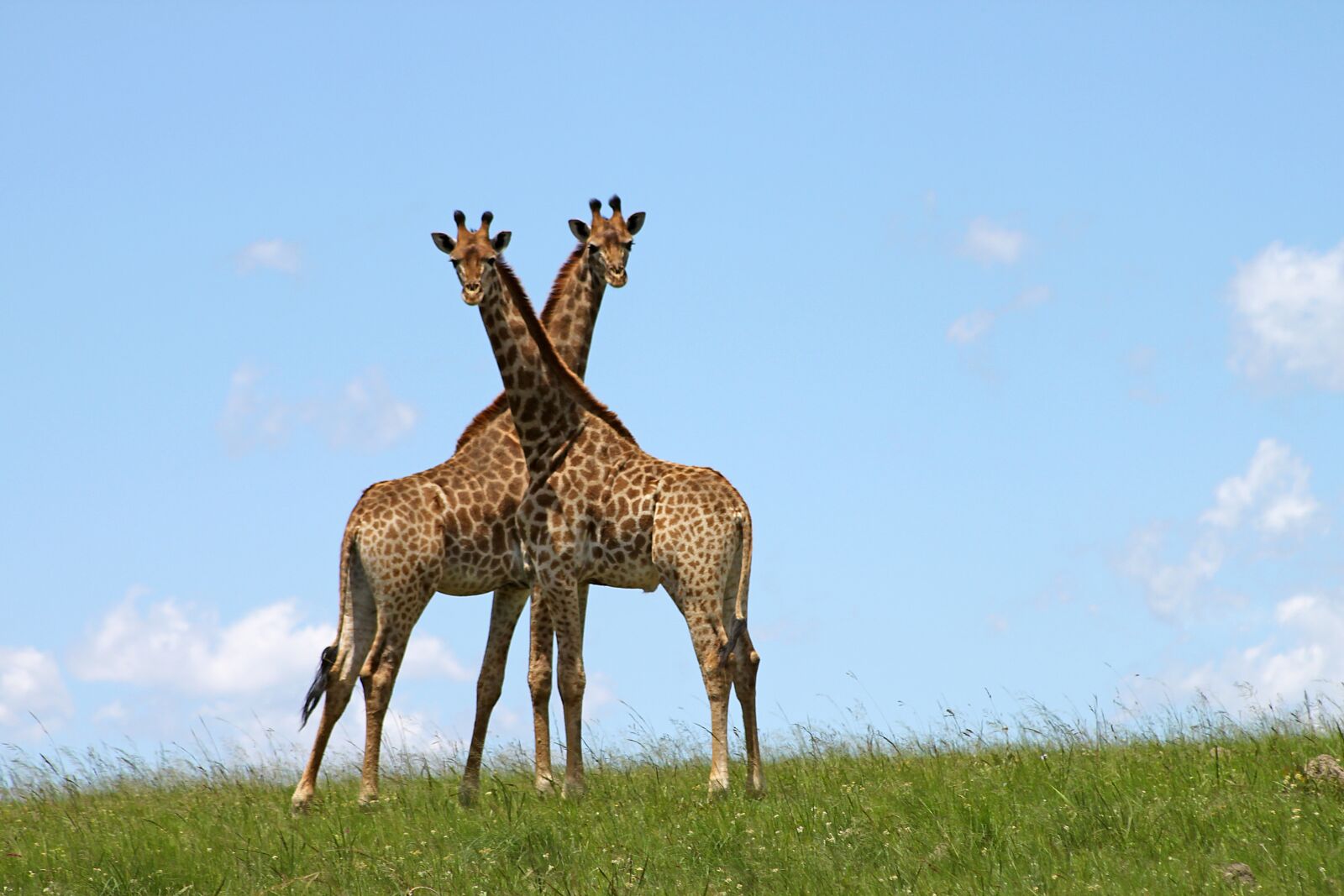 Canon EOS 500D (EOS Rebel T1i / EOS Kiss X3) sample photo. Giraffe, africa, wildlife photography