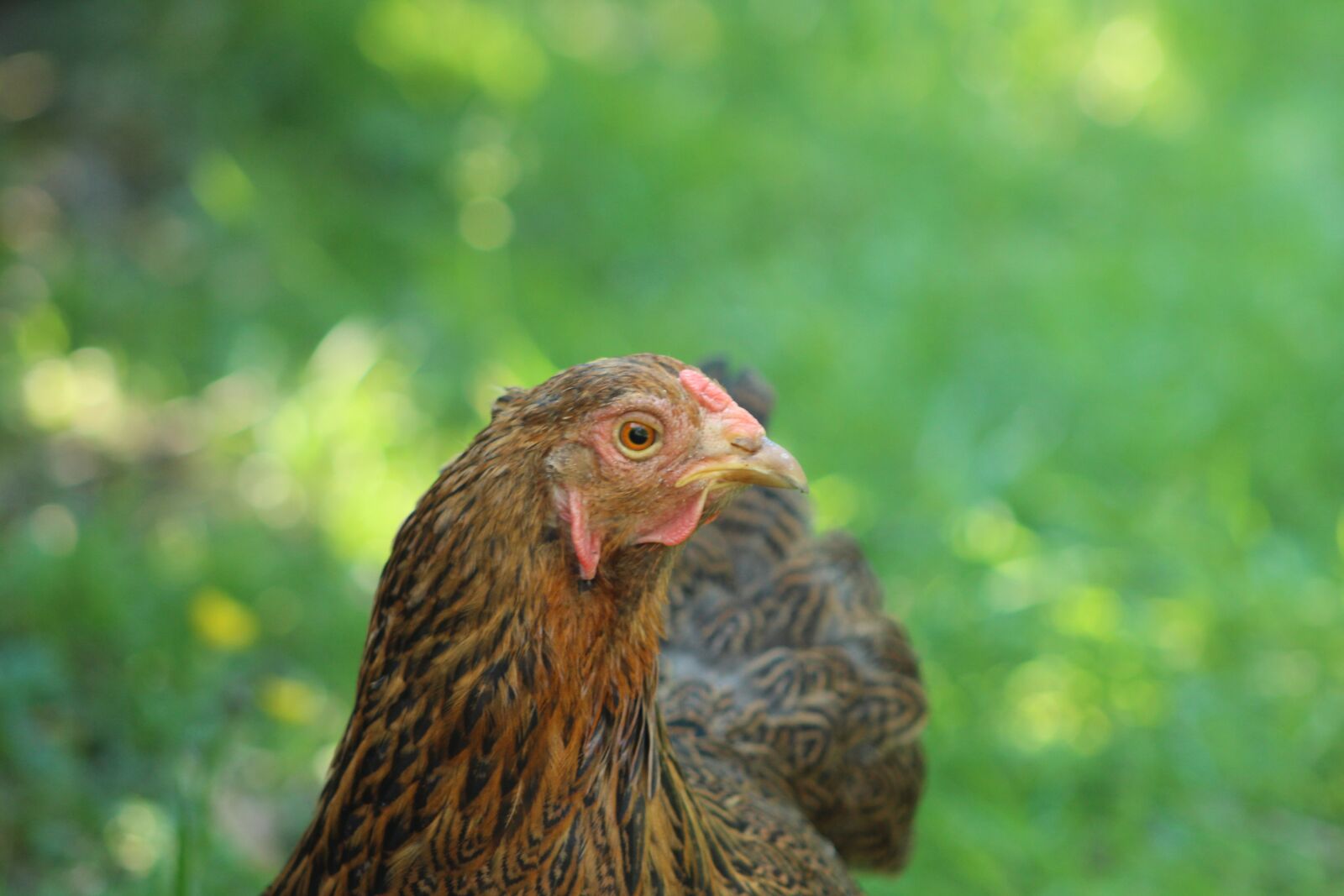Canon EOS 700D (EOS Rebel T5i / EOS Kiss X7i) sample photo. Chicken, nature, animal photography