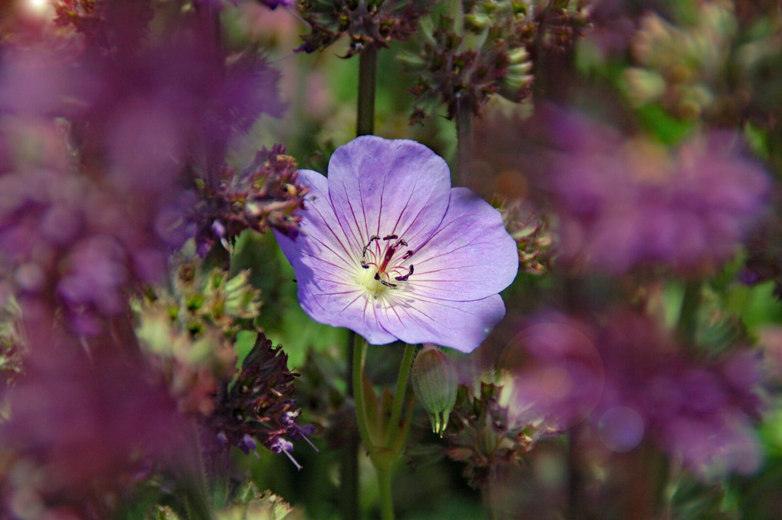 Nikon D50 sample photo. Purple, flower, summer photography