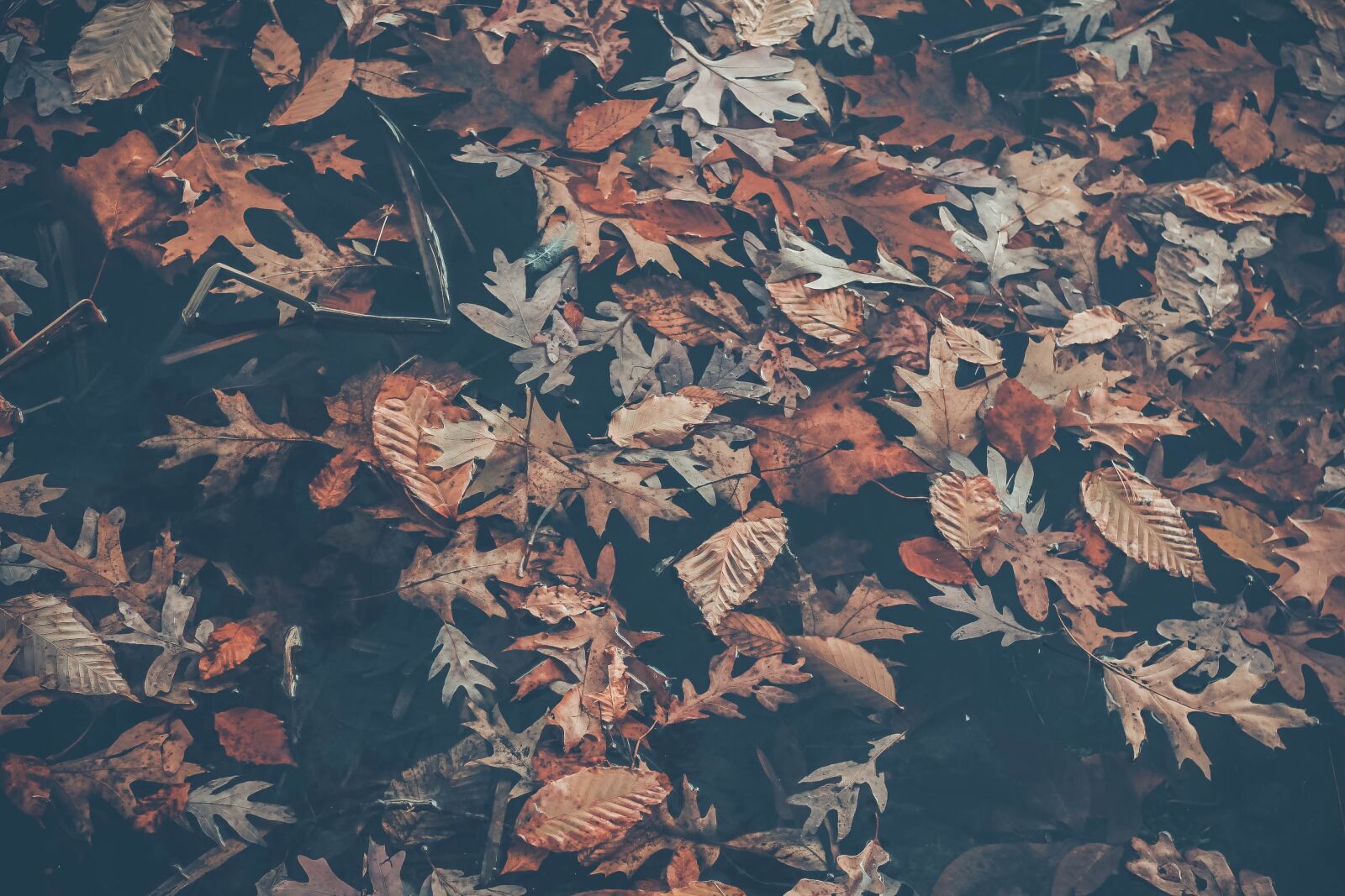 Canon EOS 60D + Canon EF 50mm F1.8 II sample photo. Leaf, desktop, group photography
