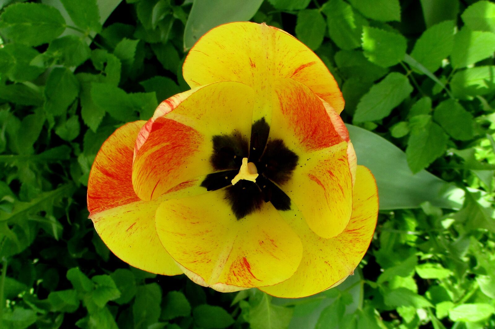 Canon IXUS 177 sample photo. Tulip, spring, garden photography