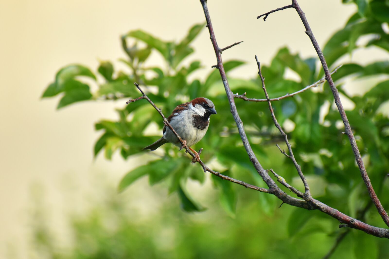 Nikon D5600 sample photo. Sparrow, bird, tree photography