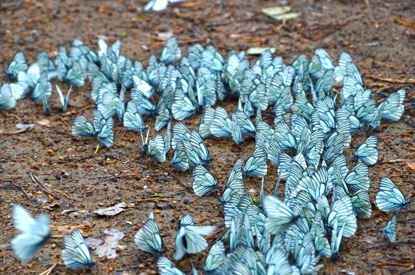 Nikon D7000 sample photo. Butterfly, insects, insect photography