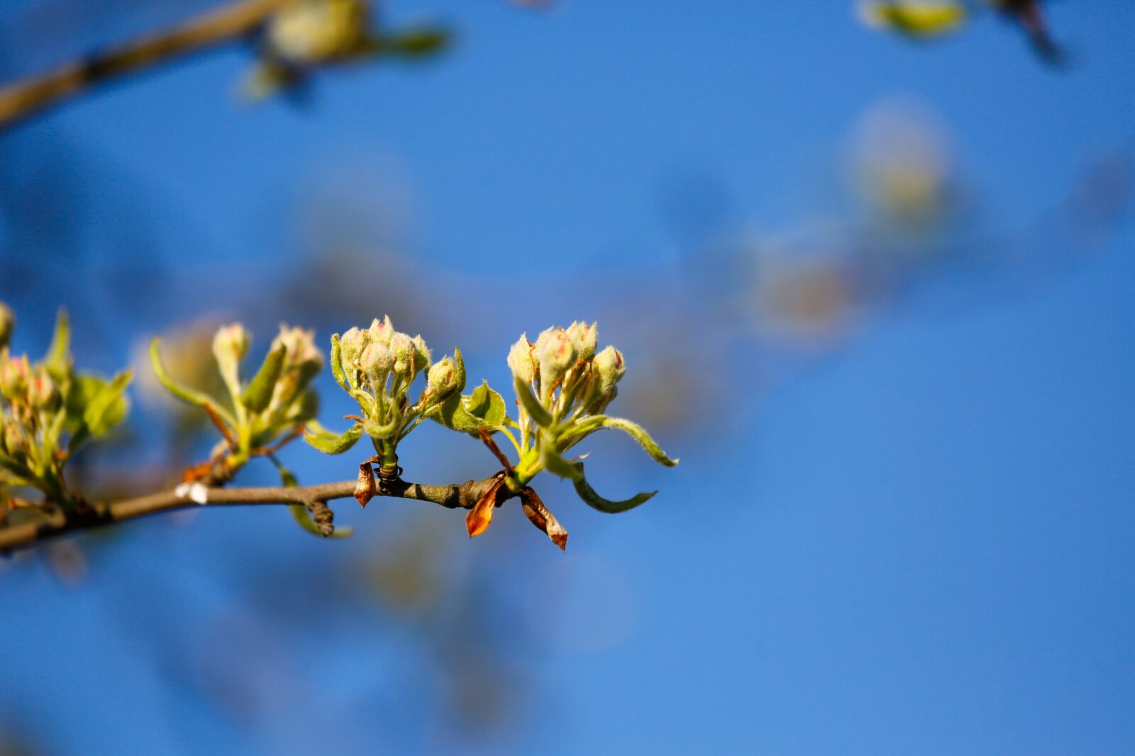 Canon EF 100-400mm F4.5-5.6L IS USM sample photo. Spring, engine, scion photography