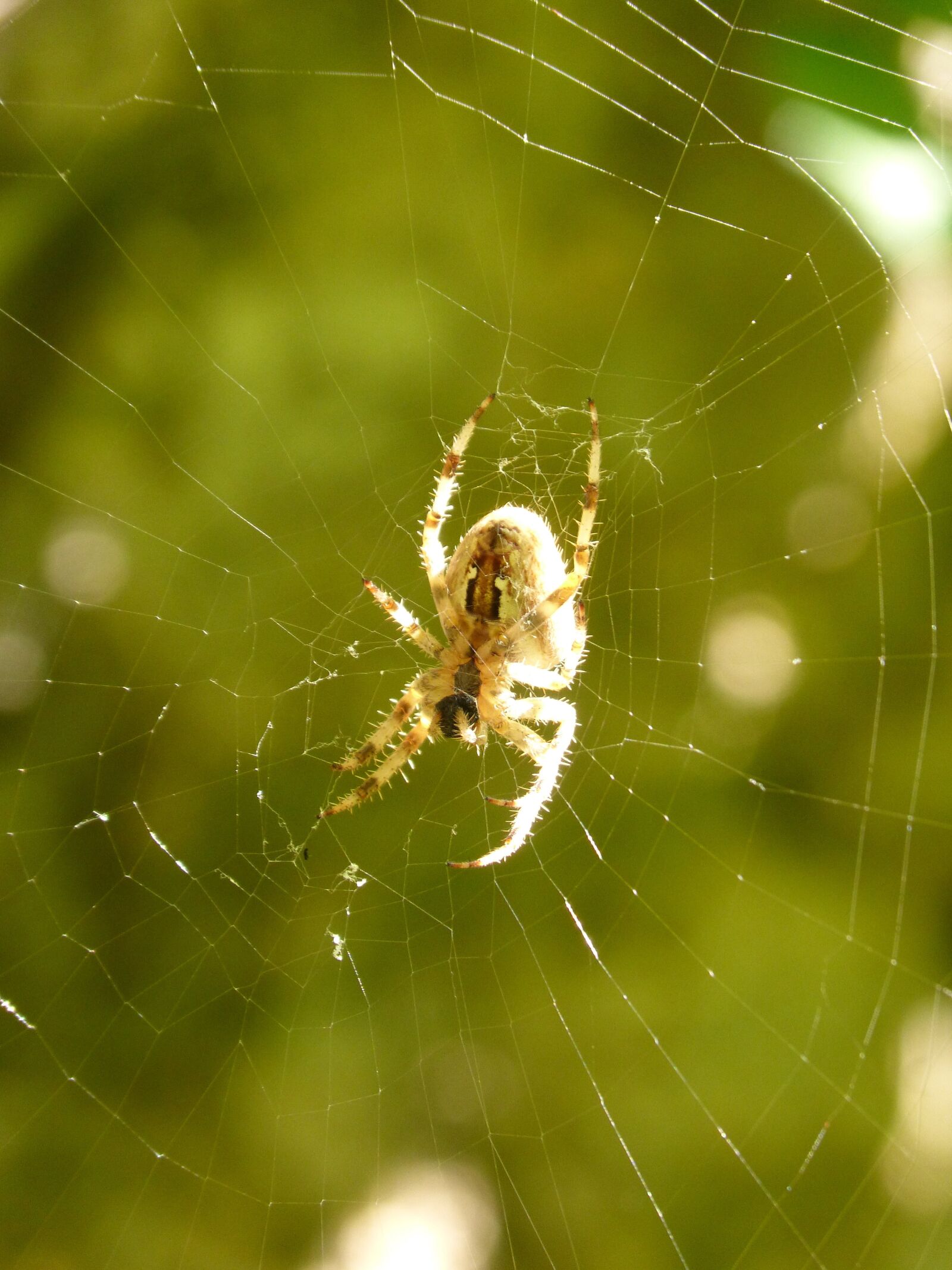 Panasonic DMC-FZ62 sample photo. Web, spider, hairy spider photography