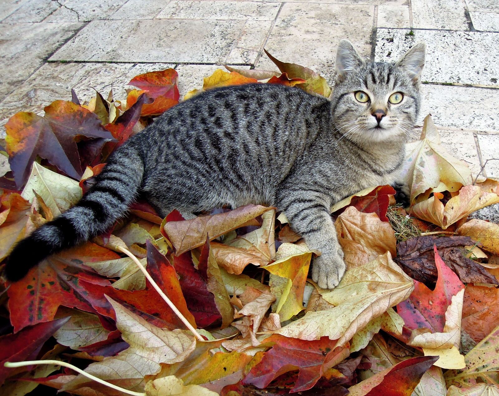 Nikon Coolpix P300 sample photo. Cat, kitten, tabby photography