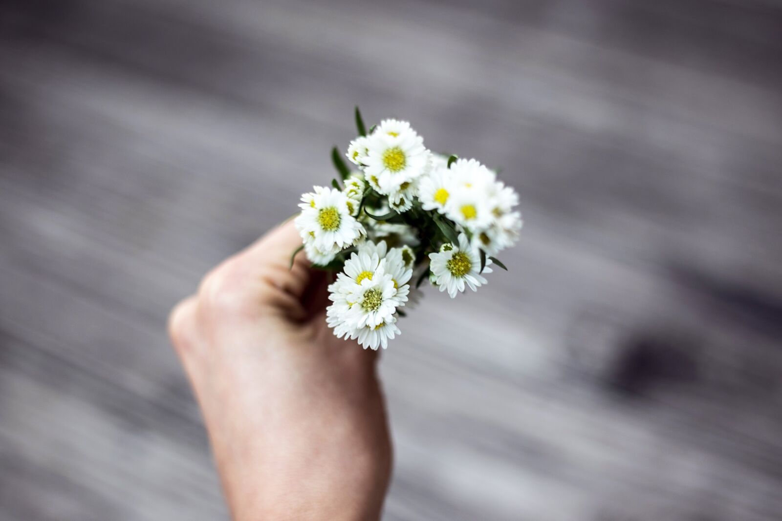 Canon EF 50mm F1.8 II sample photo. Flowers, nature, blossoms photography