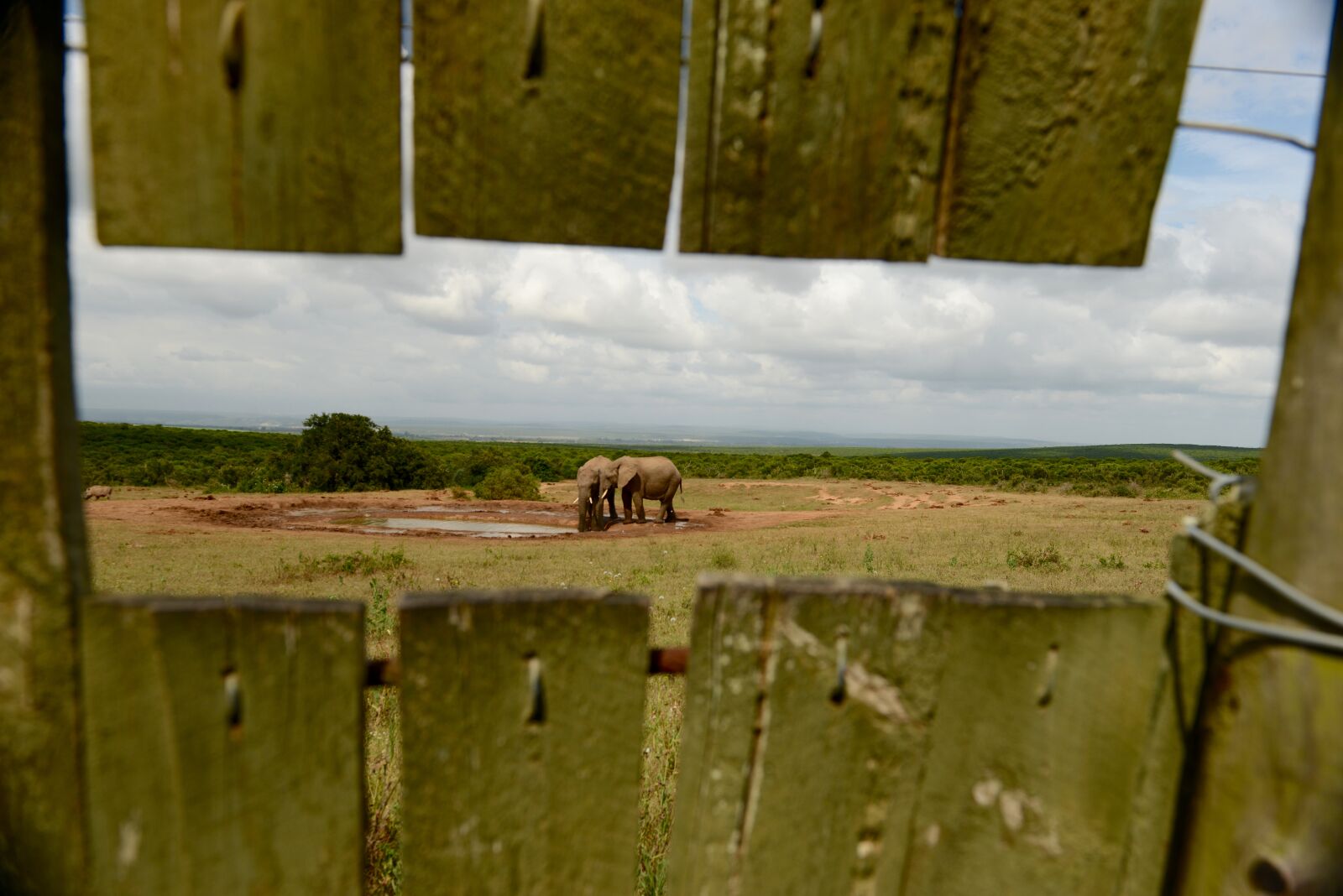 Nikon D800 sample photo. Elephant, hideout, wildlife photography