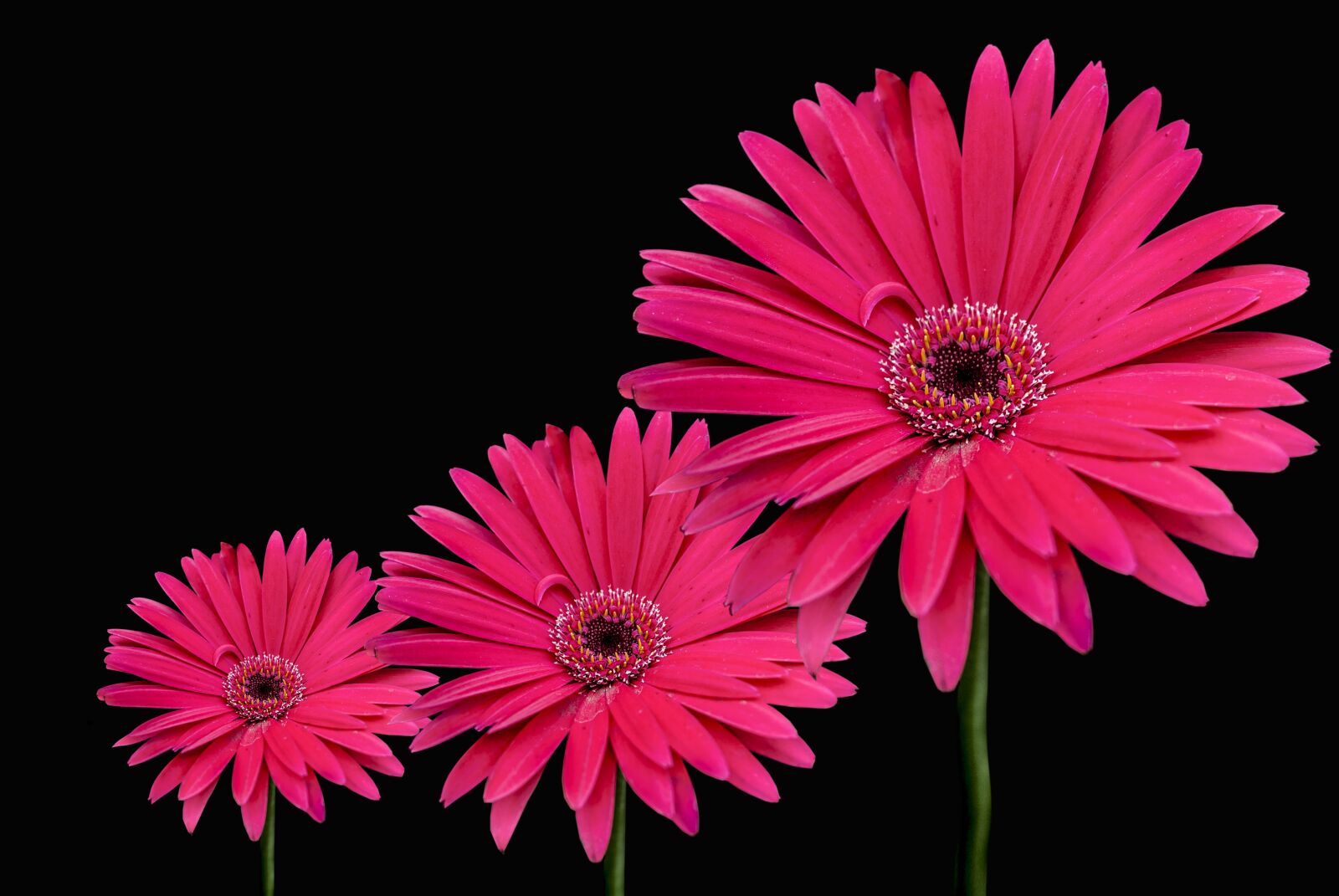 Nikon D60 sample photo. Flower g rbel, flowers photography