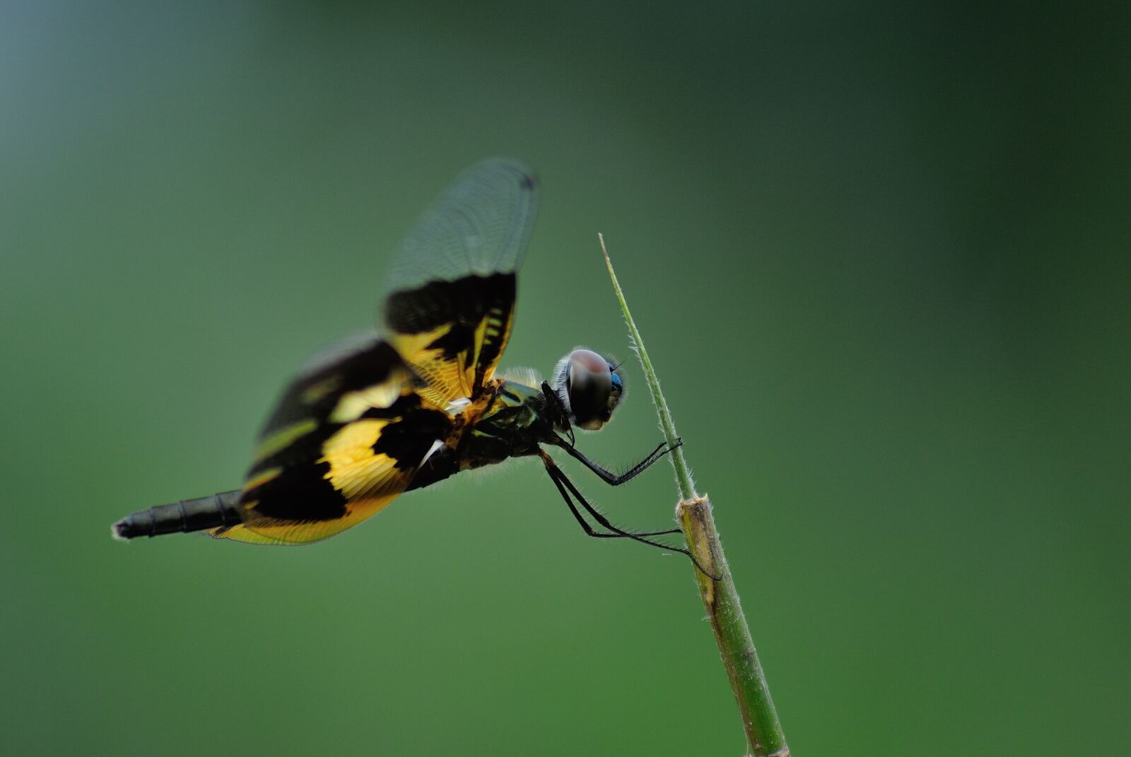 Nikon 1 V1 + VR 55-200mm f/4-5.6G sample photo. Dragonfly, insects, animals photography