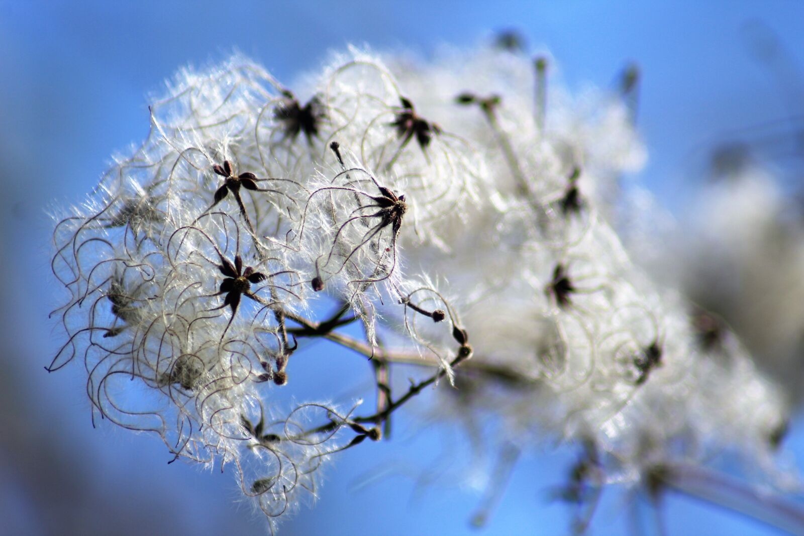 Canon EOS 1200D (EOS Rebel T5 / EOS Kiss X70 / EOS Hi) sample photo. Flower, white, blossom photography