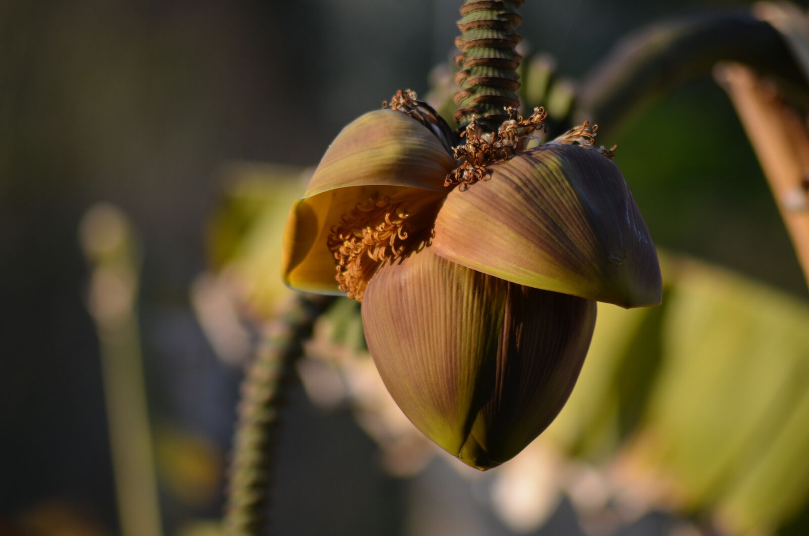 Nikon D5100 sample photo. Banana, diet, banana diet photography