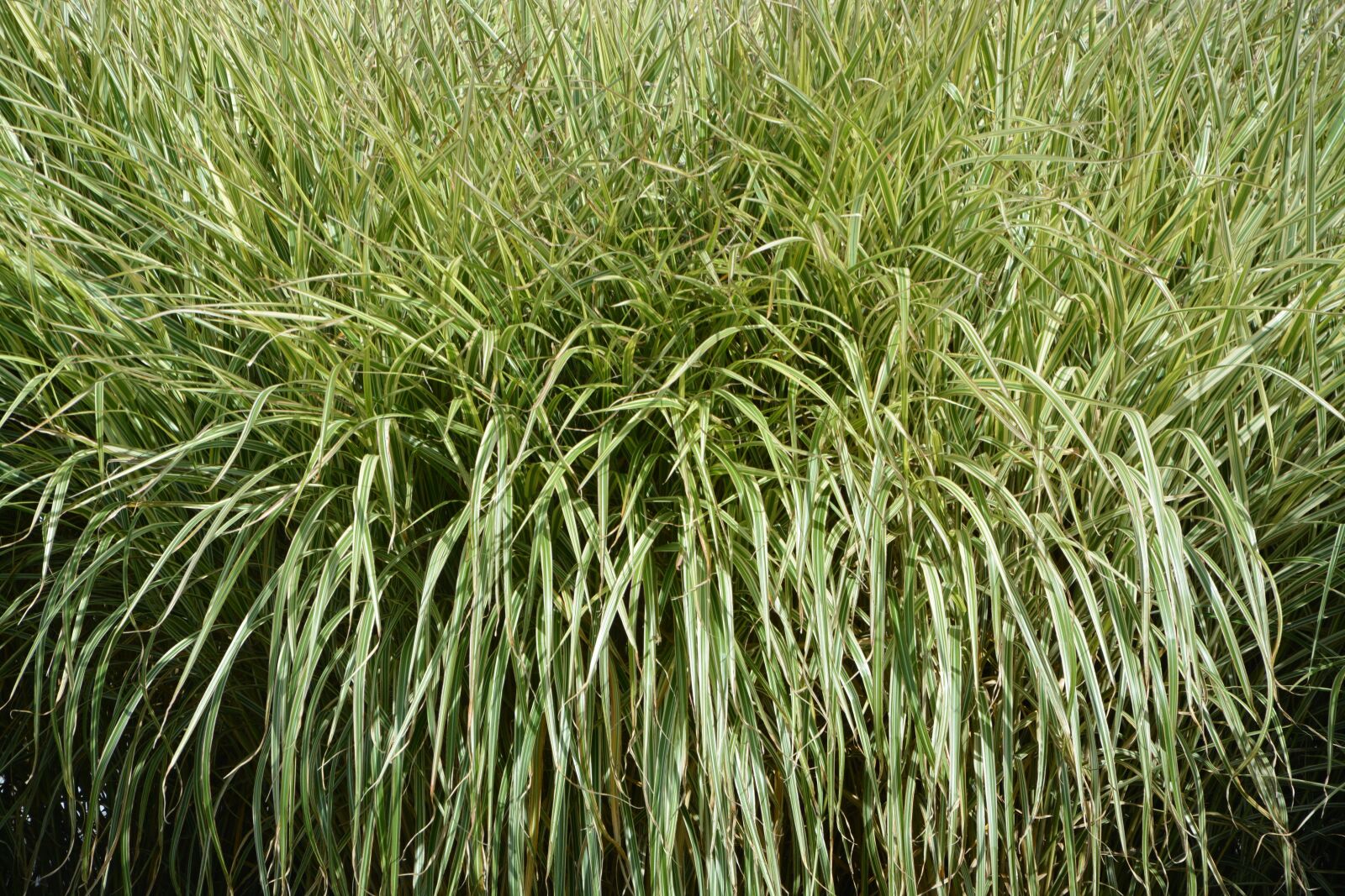 Nikon D5200 sample photo. Plant, plants, green foliage photography
