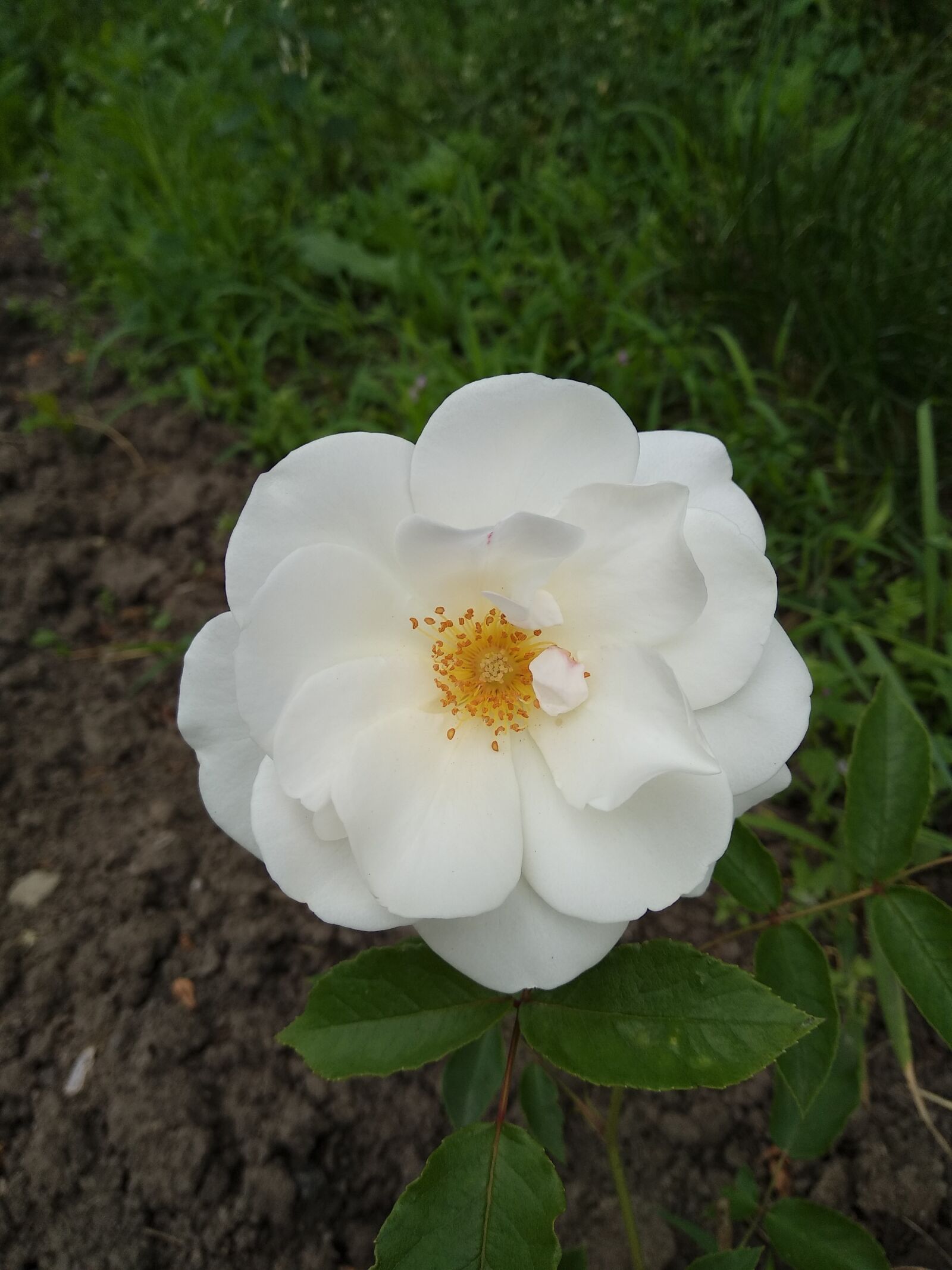 Xiaomi Mi A1 sample photo. Rose, roses, white rose photography