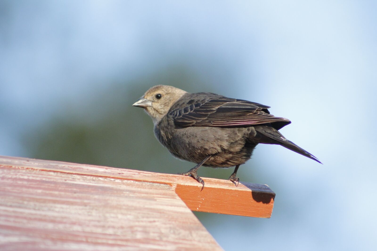 Canon EOS 550D (EOS Rebel T2i / EOS Kiss X4) sample photo. Bird, female cow bird photography