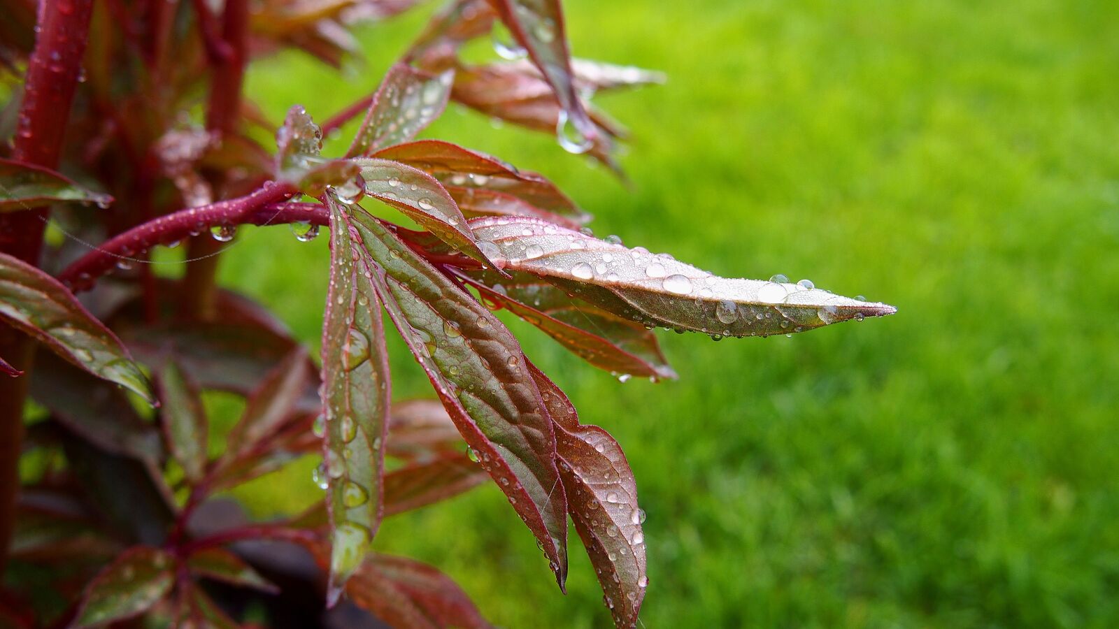 Olympus PEN E-PL6 sample photo. Foliage, rosa, spring photography