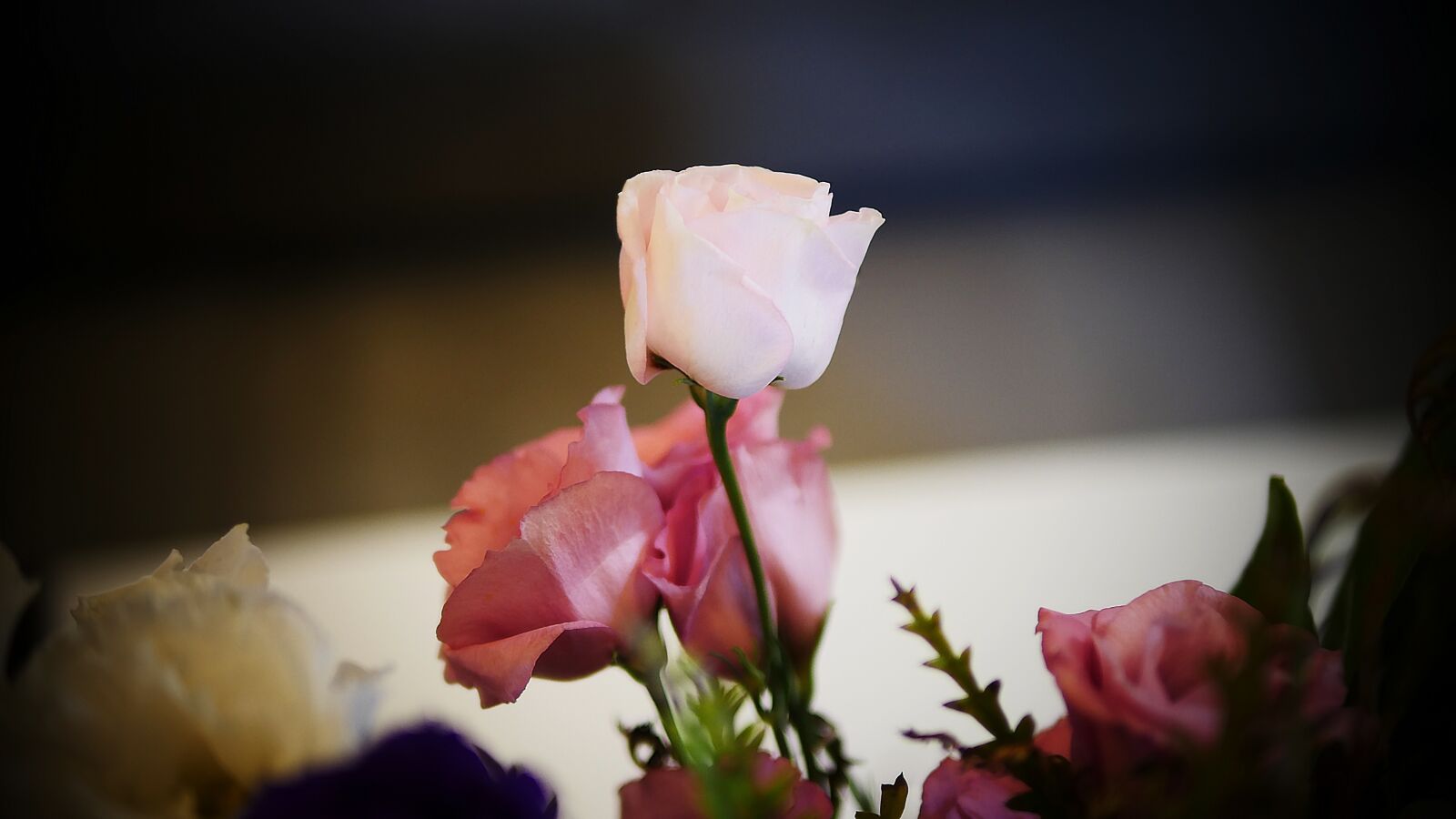 Panasonic Lumix DMC-GH4 sample photo. Flower, rose, petal photography
