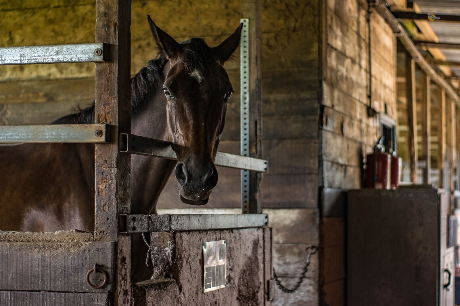Nikon D5300 sample photo. Horse, horses, animal photography