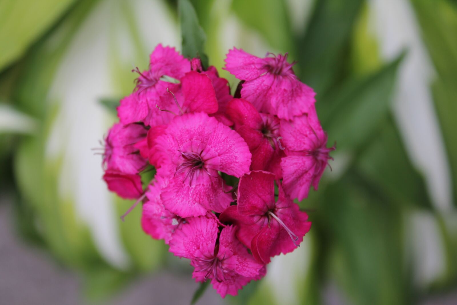 Canon EOS 60D sample photo. Flower, pink, blossom photography