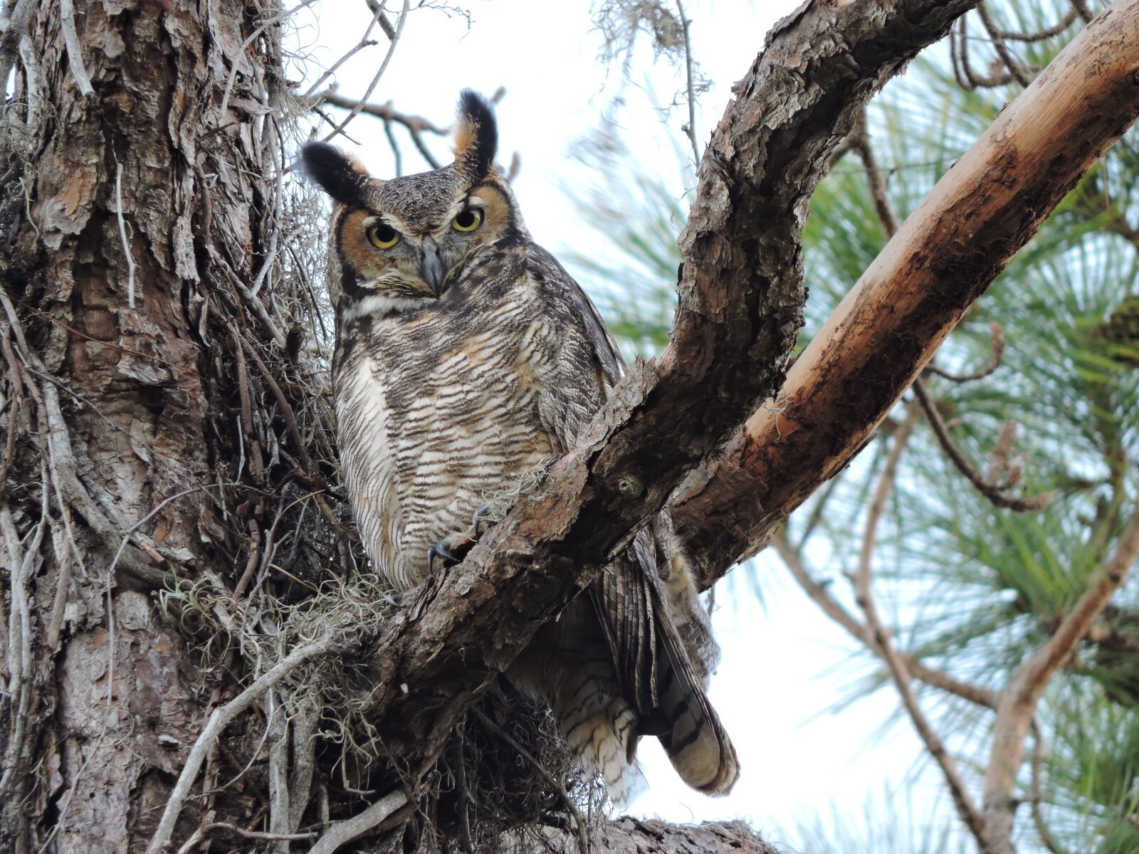 Nikon Coolpix P530 sample photo. Great horned owl, great photography
