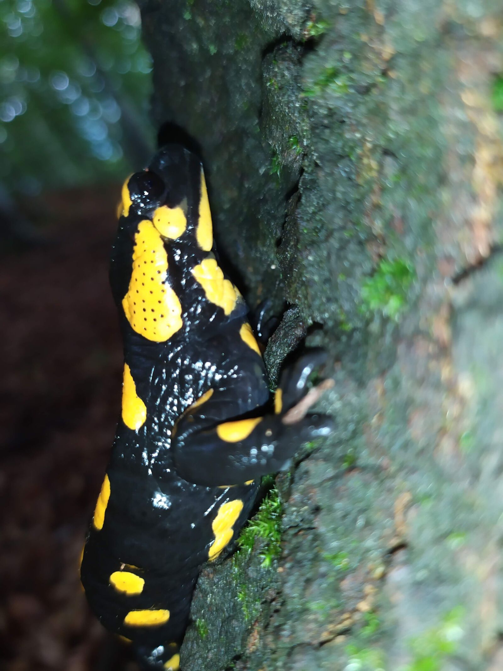Xiaomi Redmi Note 7 sample photo. Amphibians, salamander, fire salamander photography