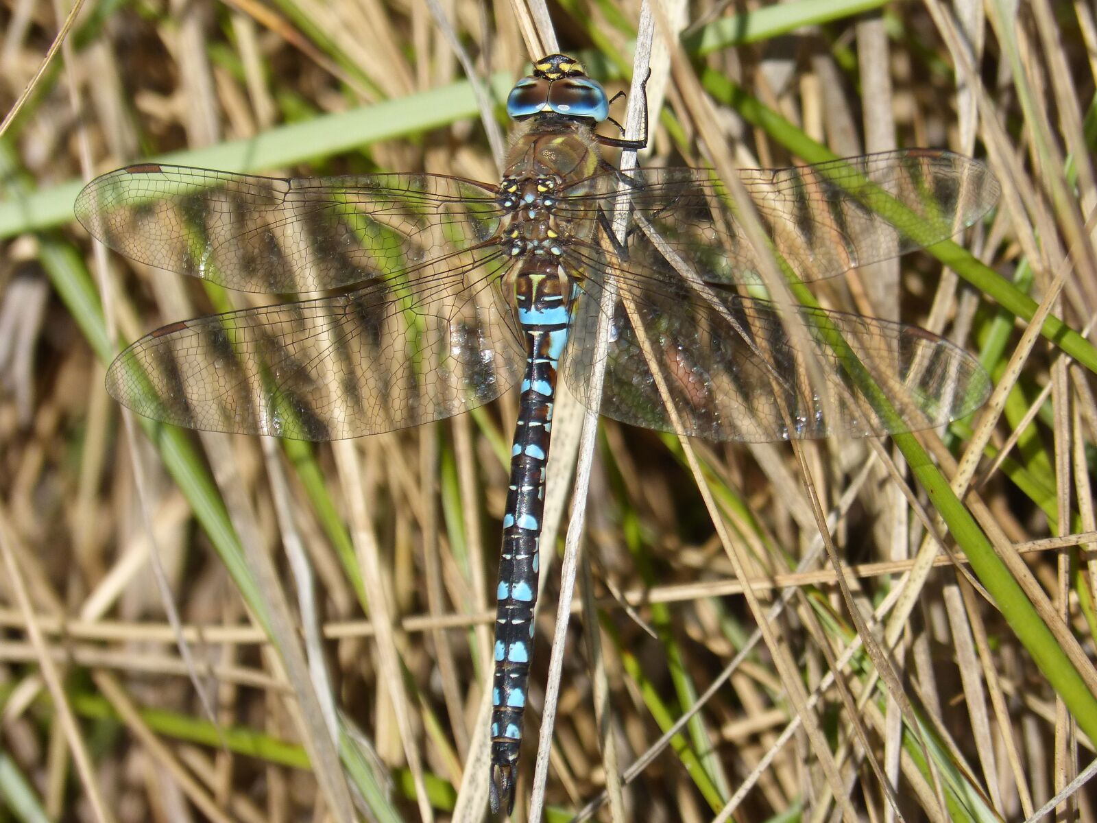 Panasonic DMC-FZ62 sample photo. Dragonfly, blue dragonfly, anax photography