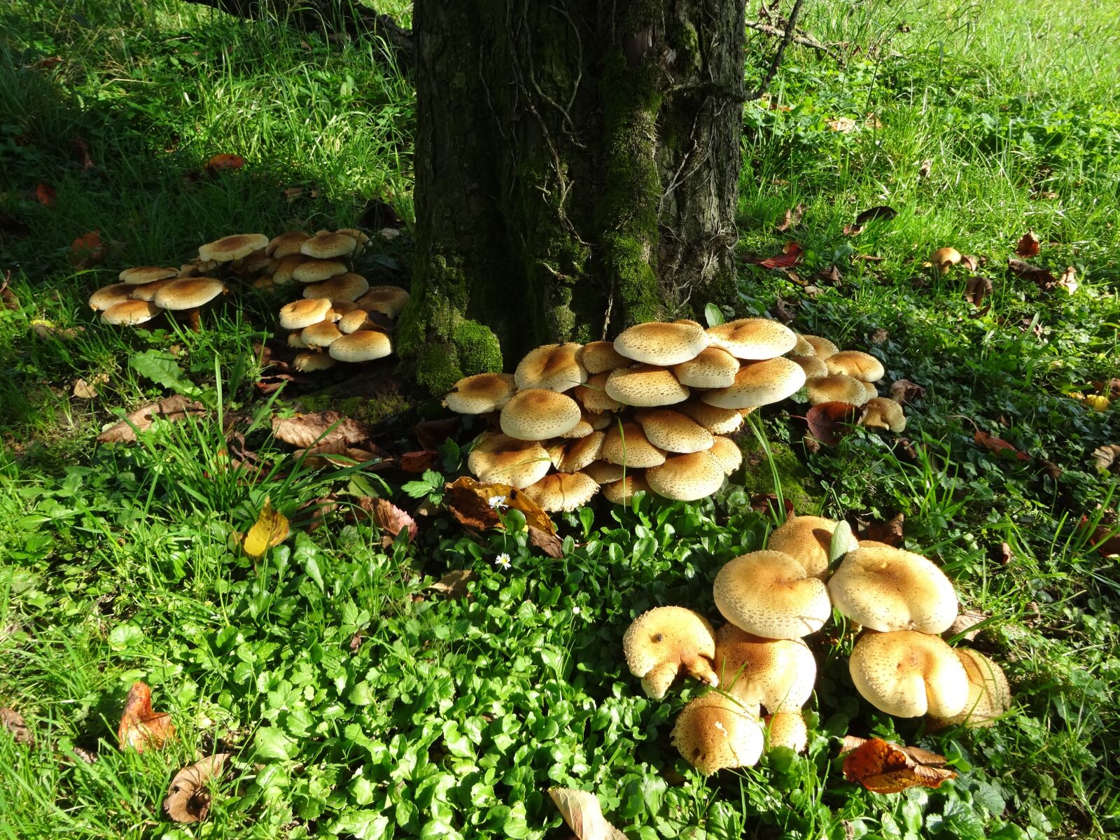 Sony Cyber-shot DSC-WX300 sample photo. Mushroom, forest, autumn photography