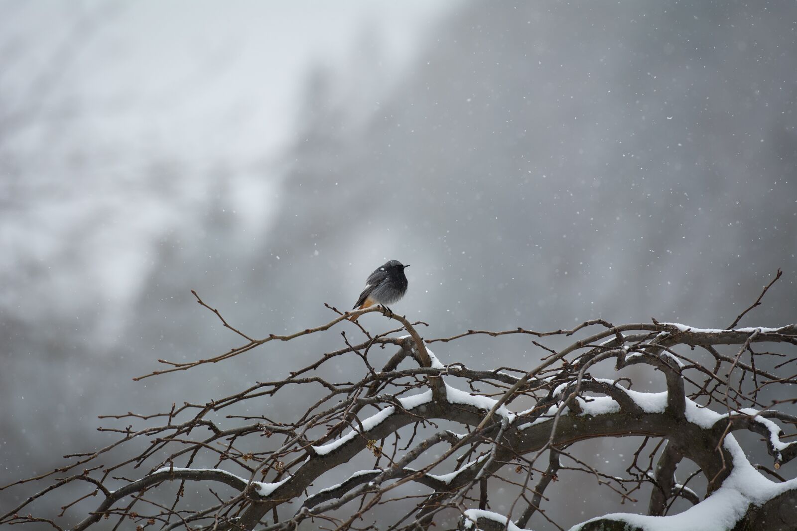 Nikon D7100 sample photo. Bird, tree, winter photography