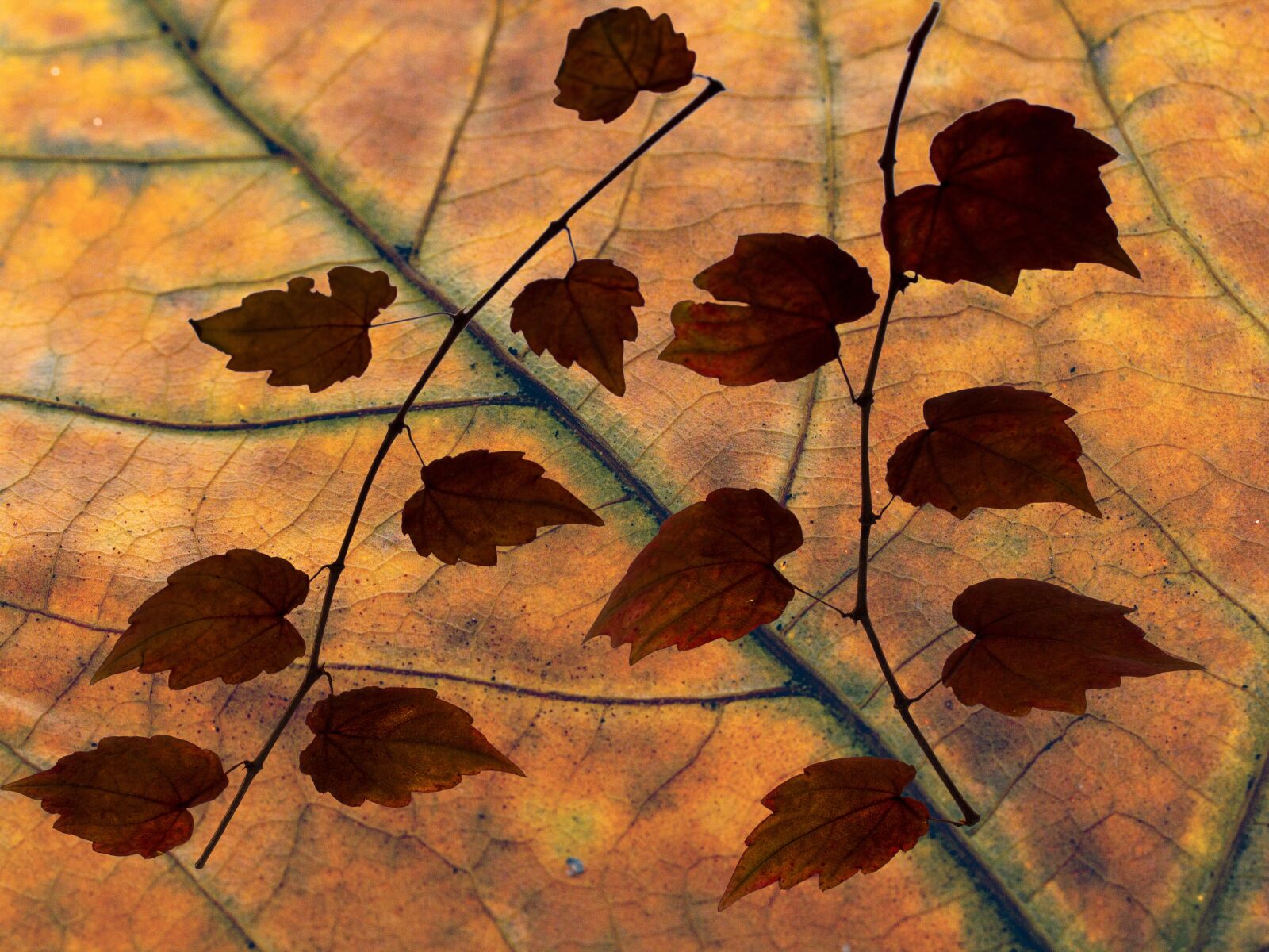 Canon EF-S 60mm F2.8 Macro USM sample photo. Leaves, color, dry leaves photography