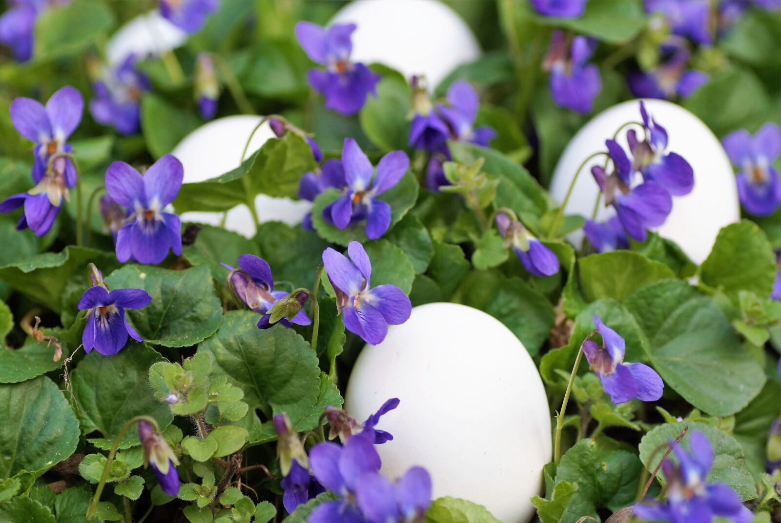Sony SLT-A58 sample photo. Violets, eggs, white photography