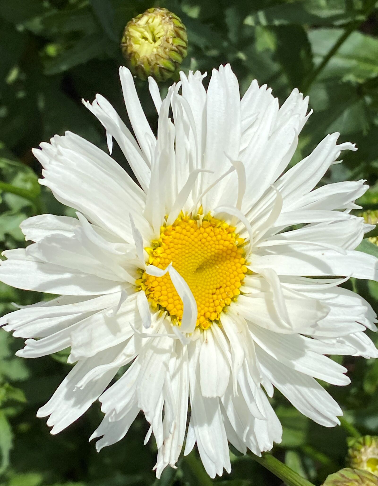 Apple iPhone 11 sample photo. Daisy, yellow, white photography