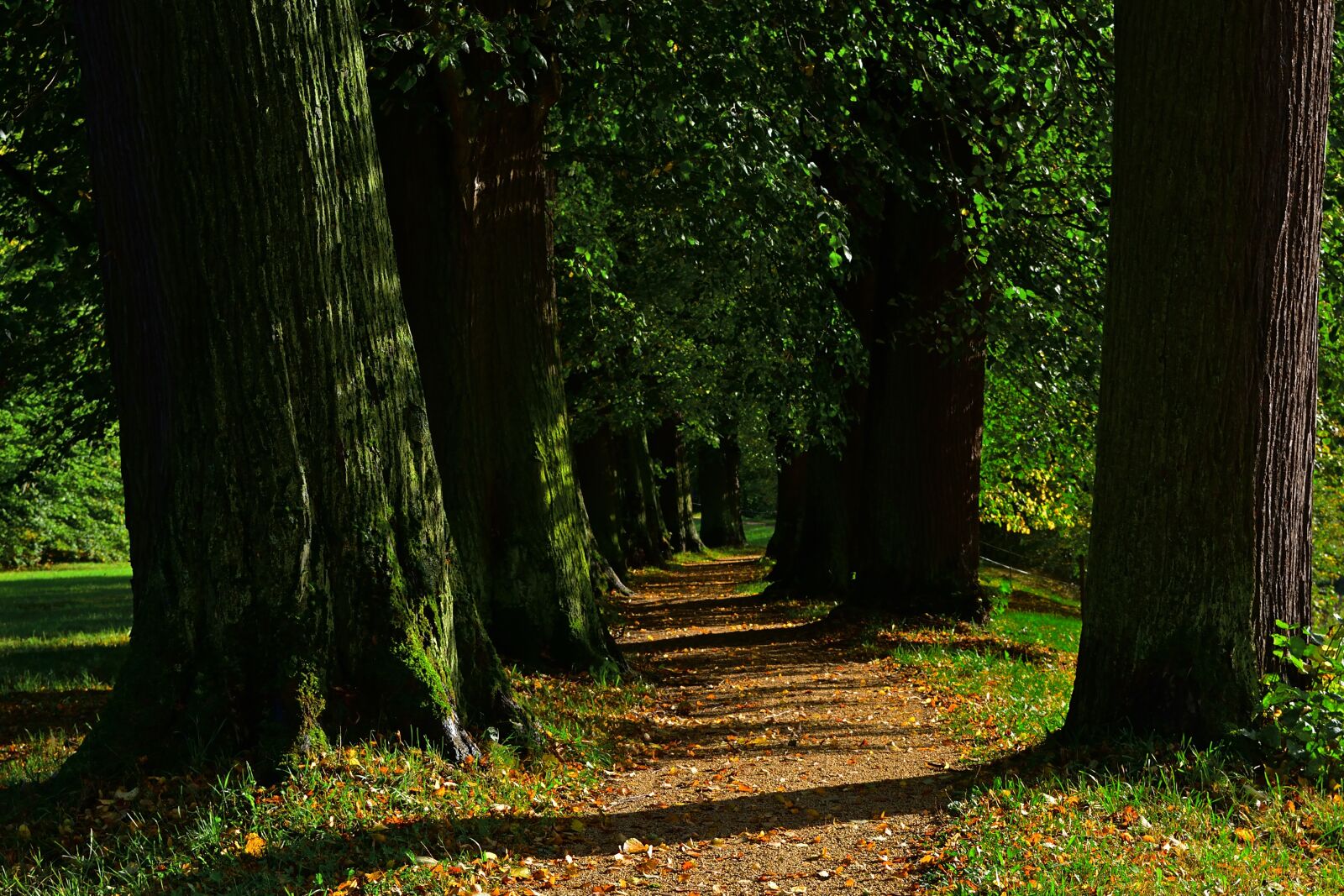 Nikon D5200 sample photo. Park, avenue, nature photography